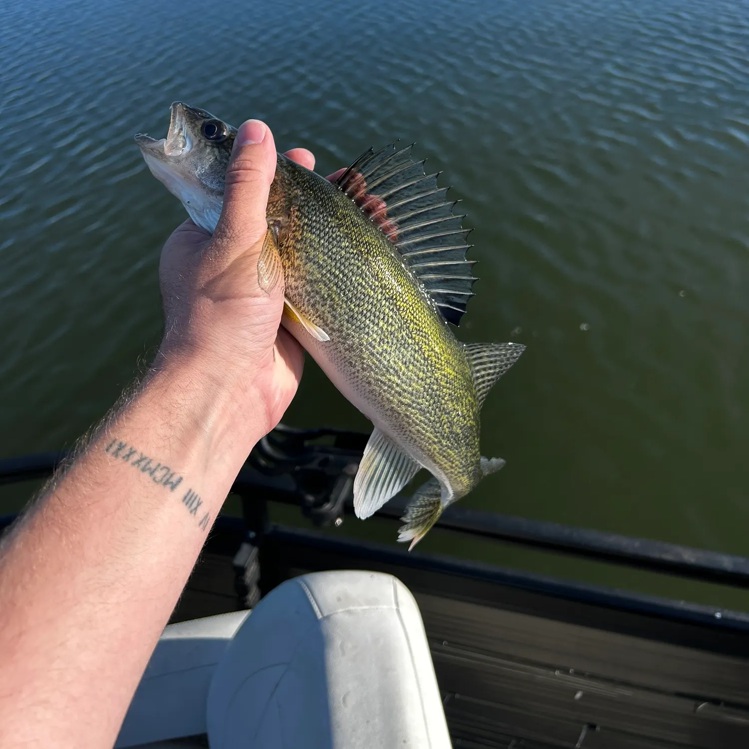 Walleye caught on Fishbrain