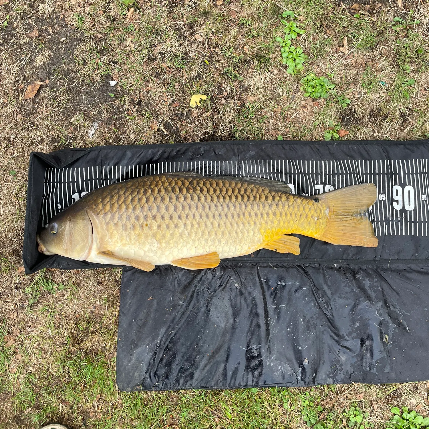 Common carp caught on Fishbrain