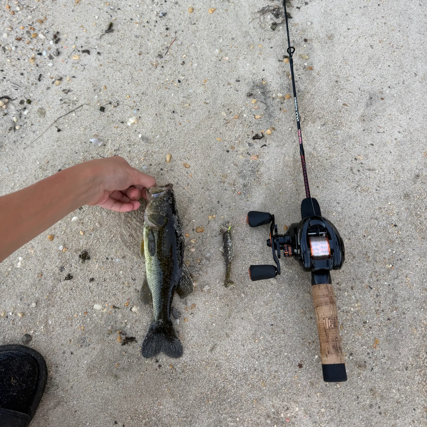 Largemouth bass caught on Fishbrain