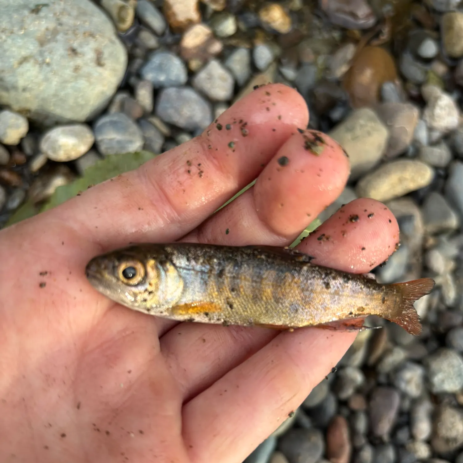 The most recent Amago salmon catches on Fishbrain