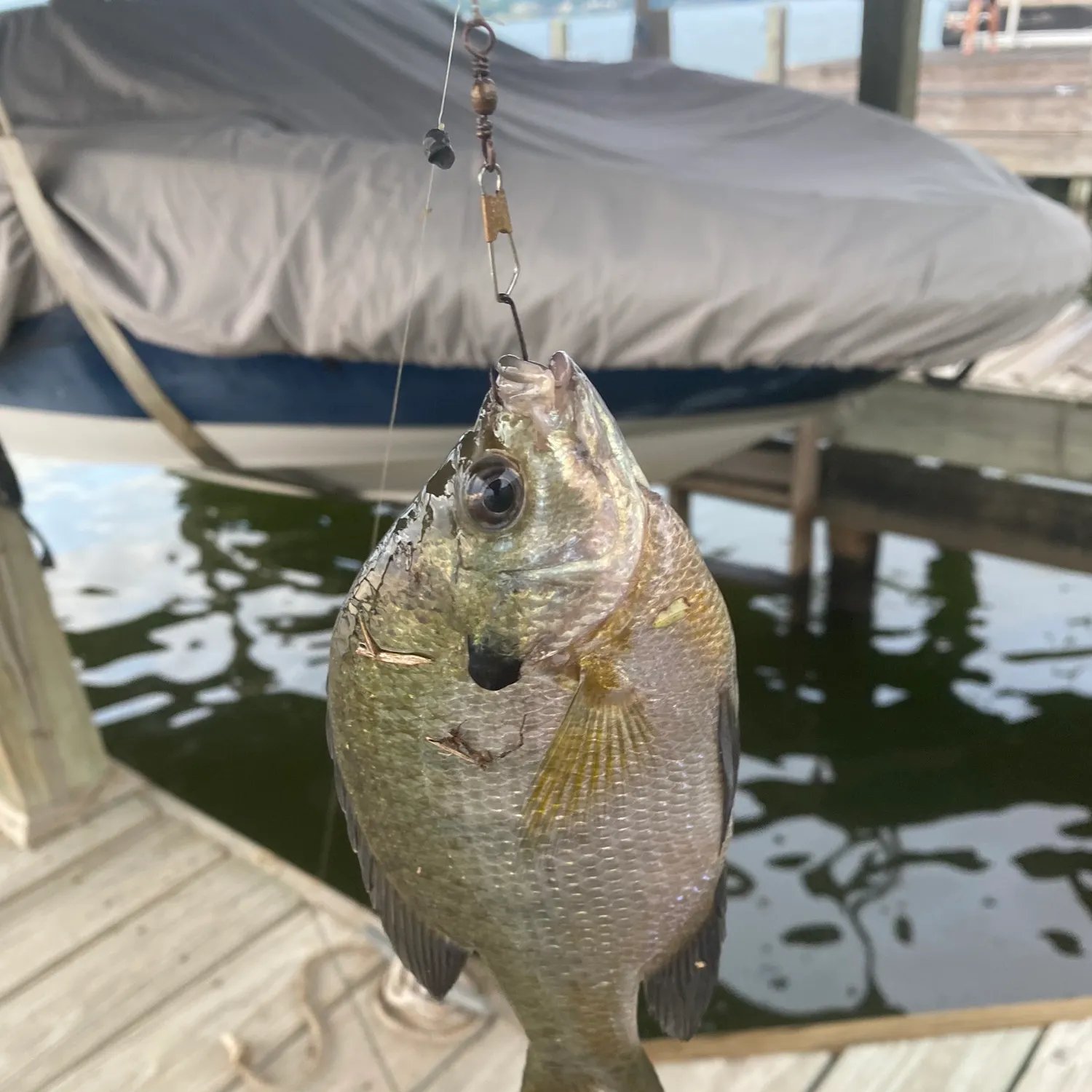 Bluegill caught on Fishbrain