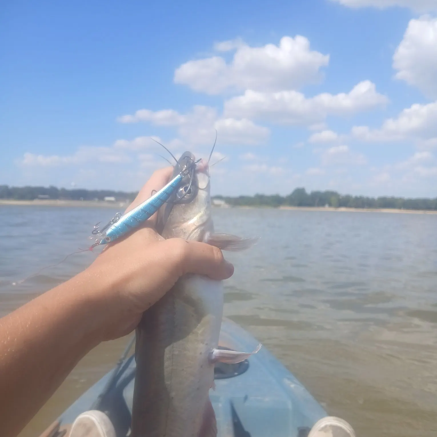 Channel catfish caught on Fishbrain
