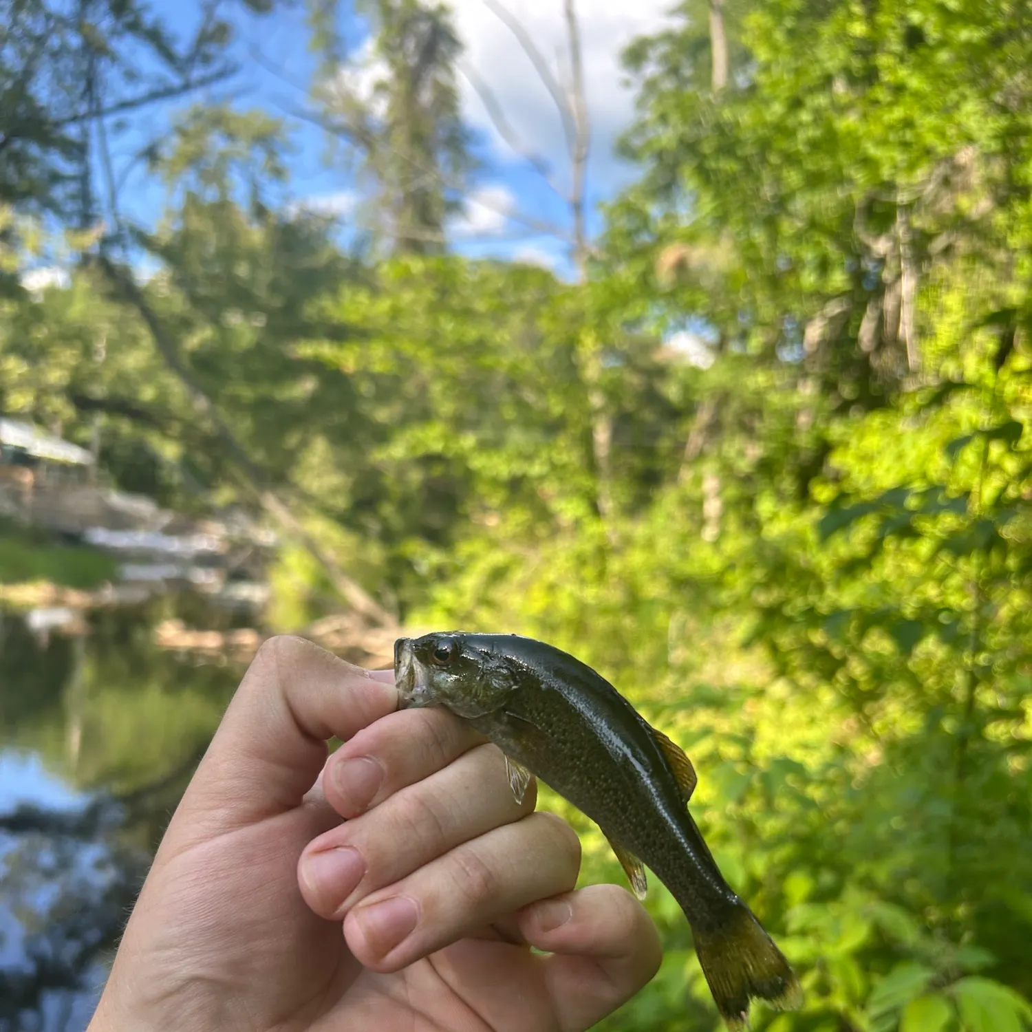 Smallmouth bass caught on Fishbrain