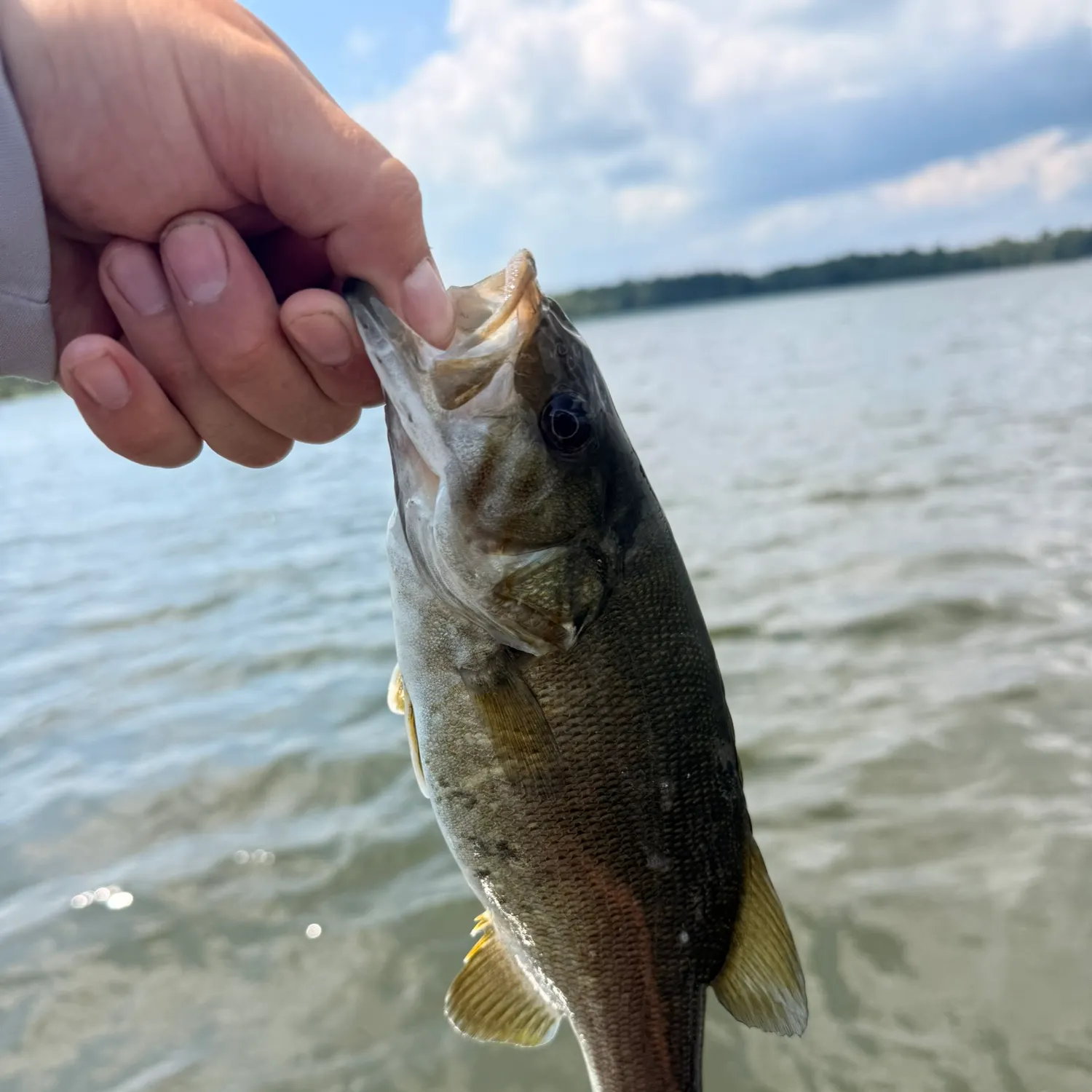 Smallmouth bass caught on Fishbrain
