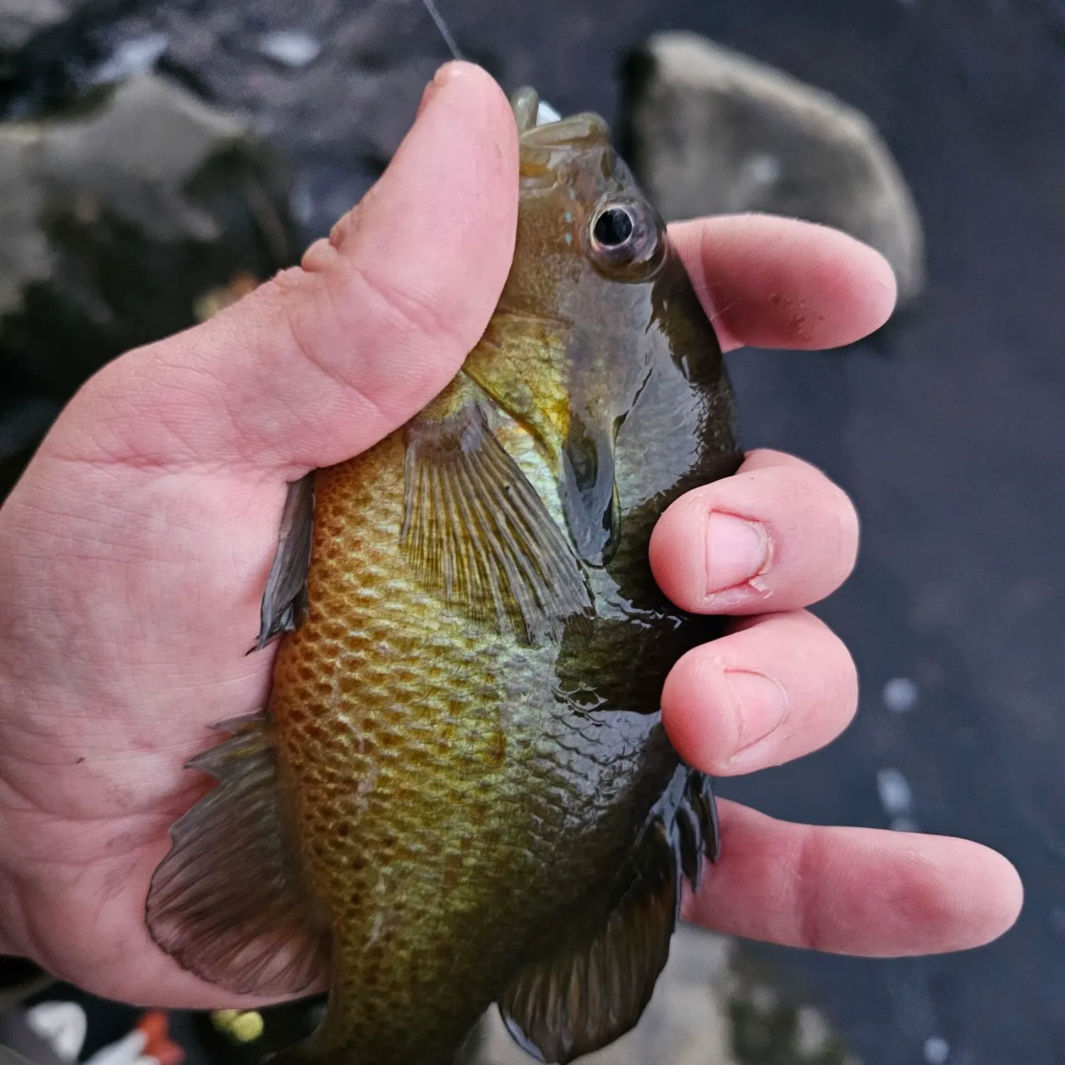 Redbreast sunfish caught on Fishbrain