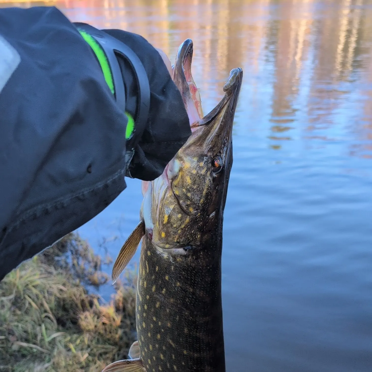 Northern pike caught on Fishbrain