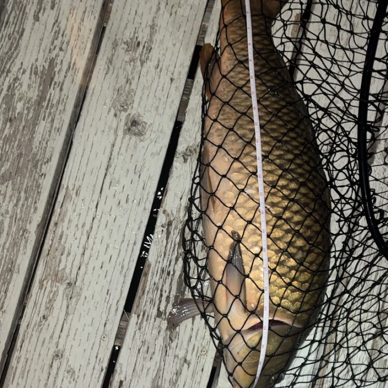 Common carp caught on Fishbrain