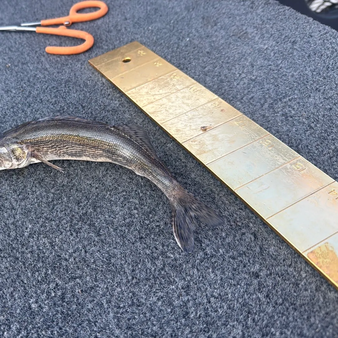 The most recent Sauger catches on Fishbrain