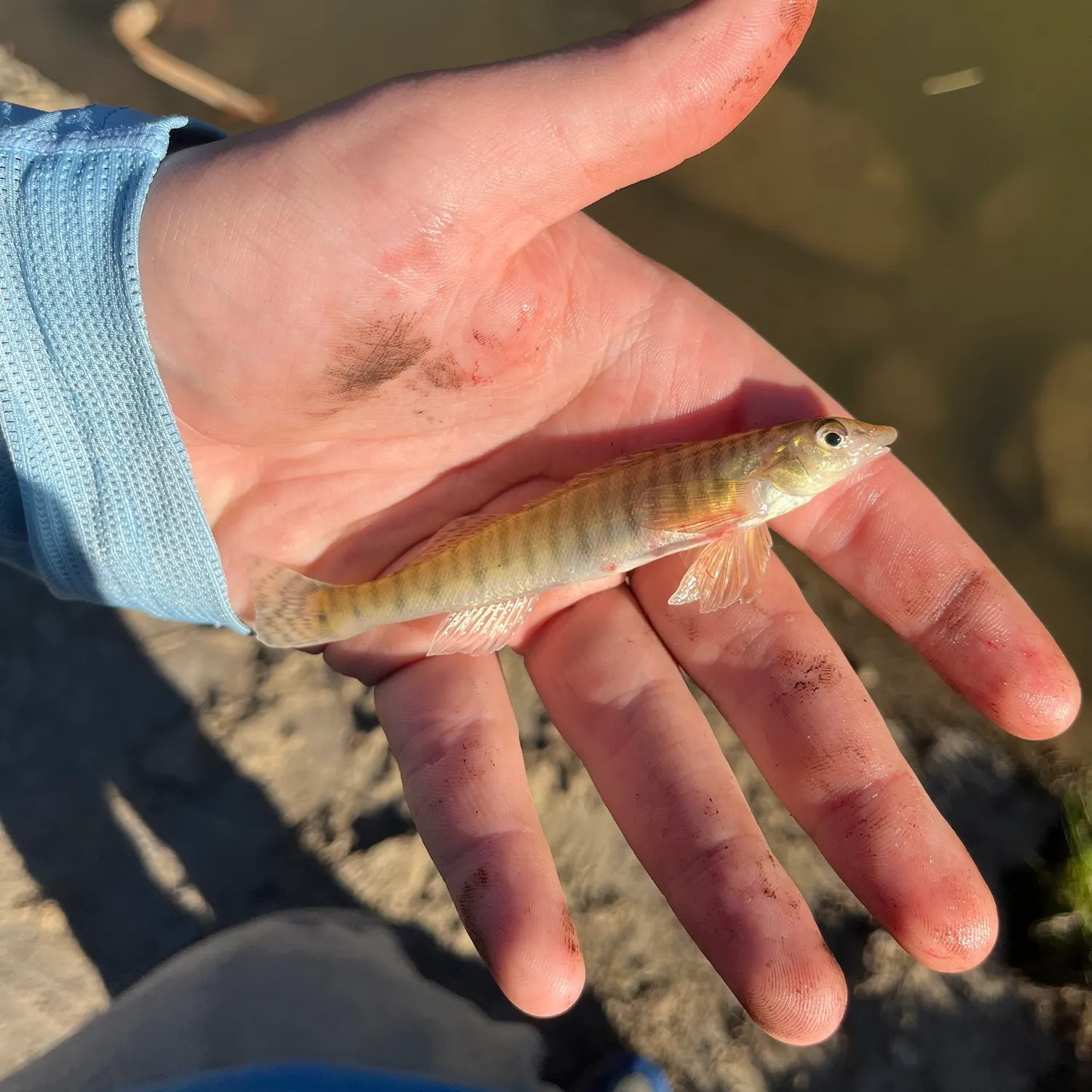 Common logperch caught on Fishbrain