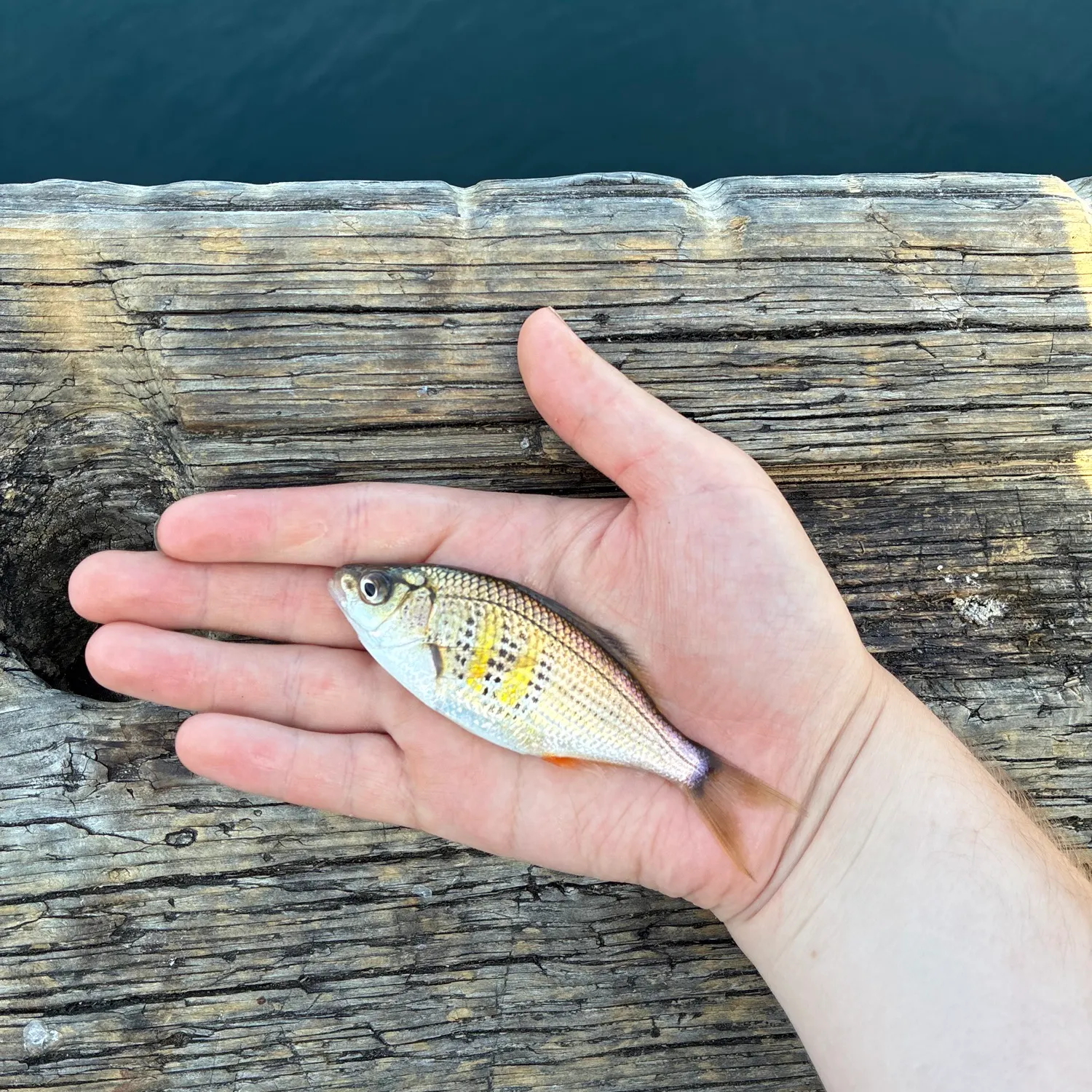 The most recent Shiner perch catches on Fishbrain