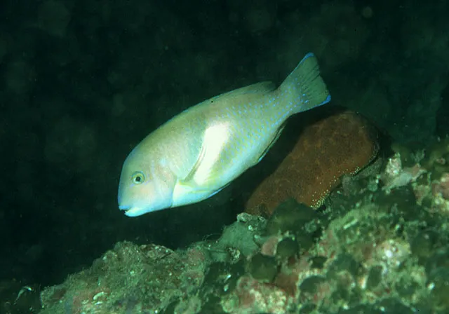 Azurio tuskfish