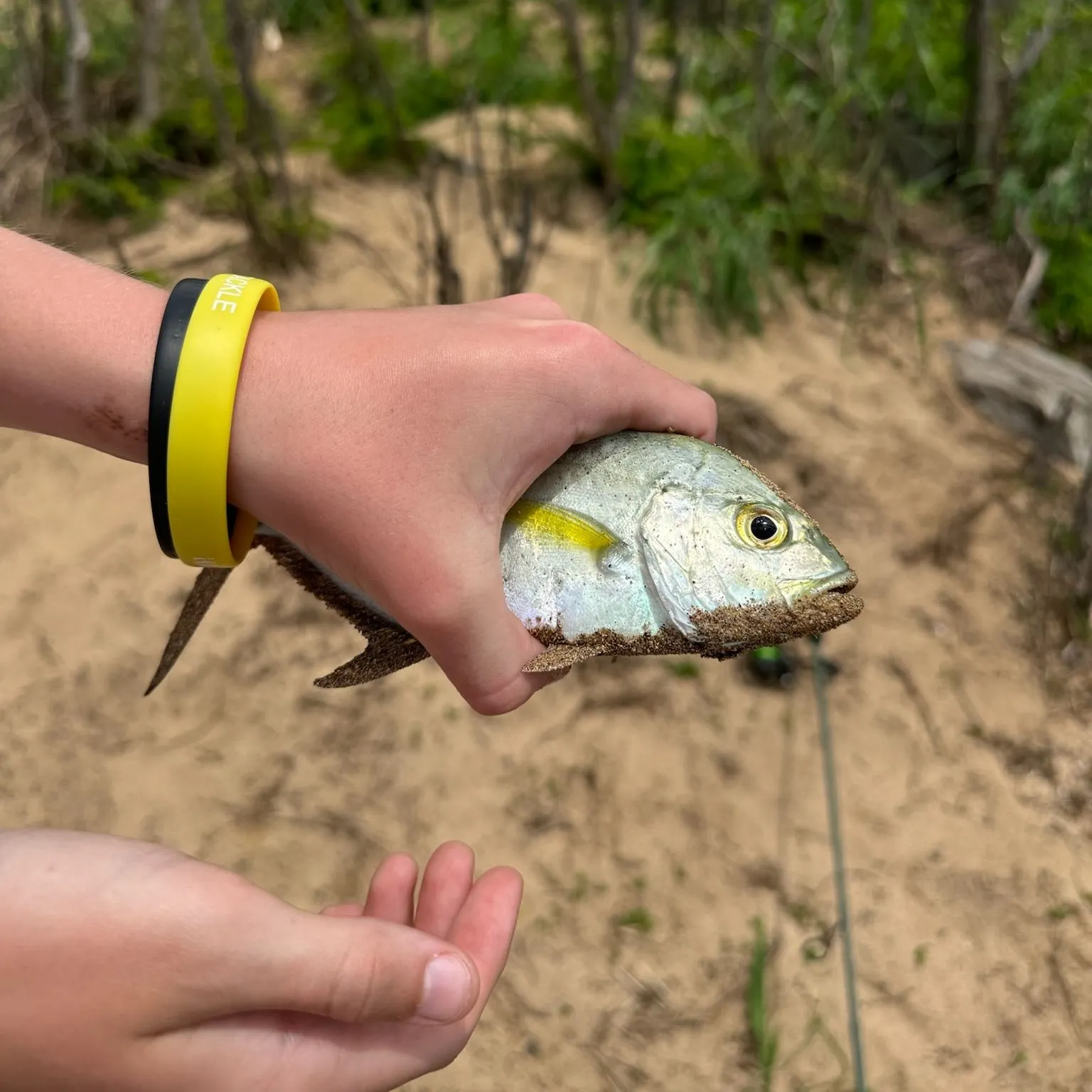 The most recent Bluefin trevally catches on Fishbrain