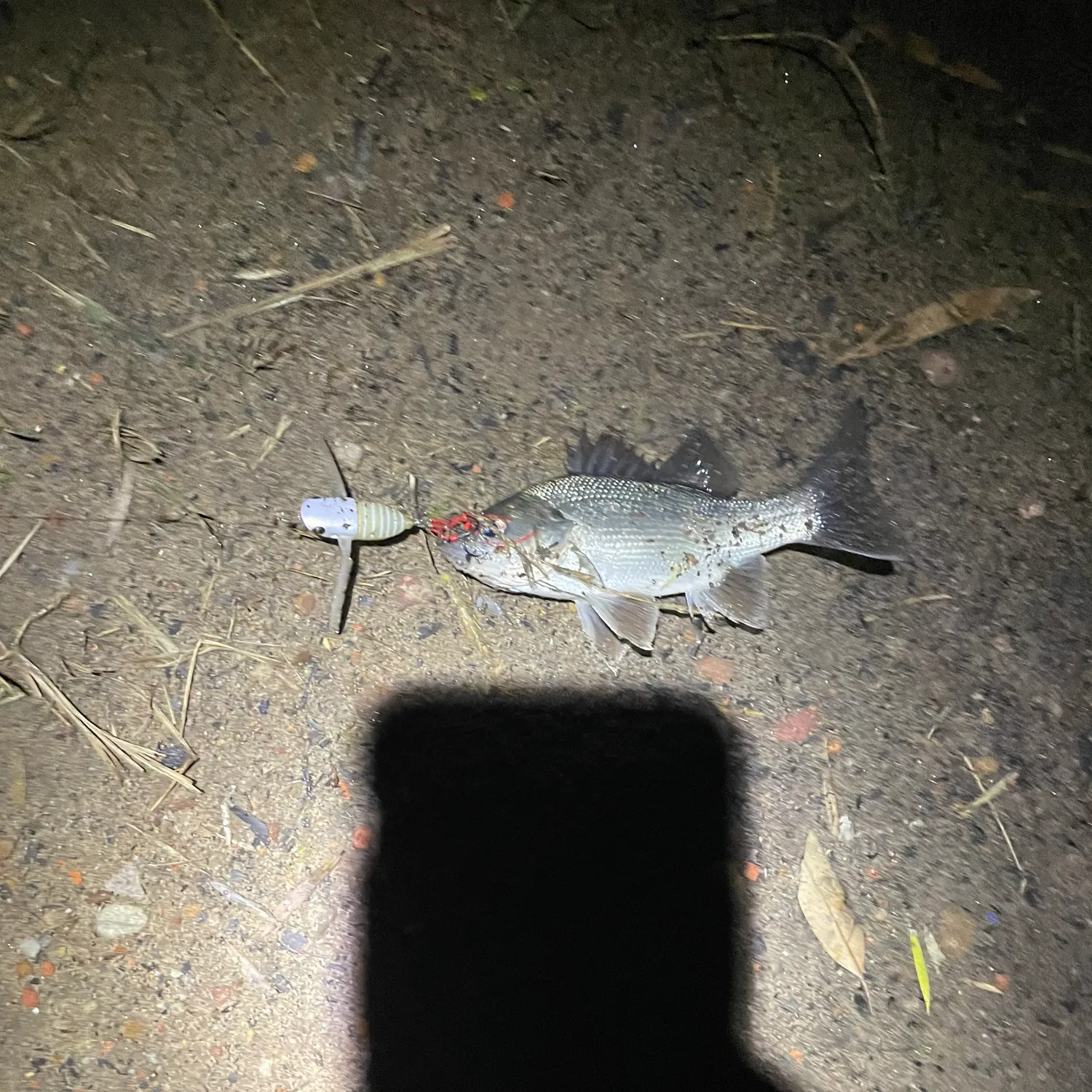 The most recent Australian bass catches on Fishbrain