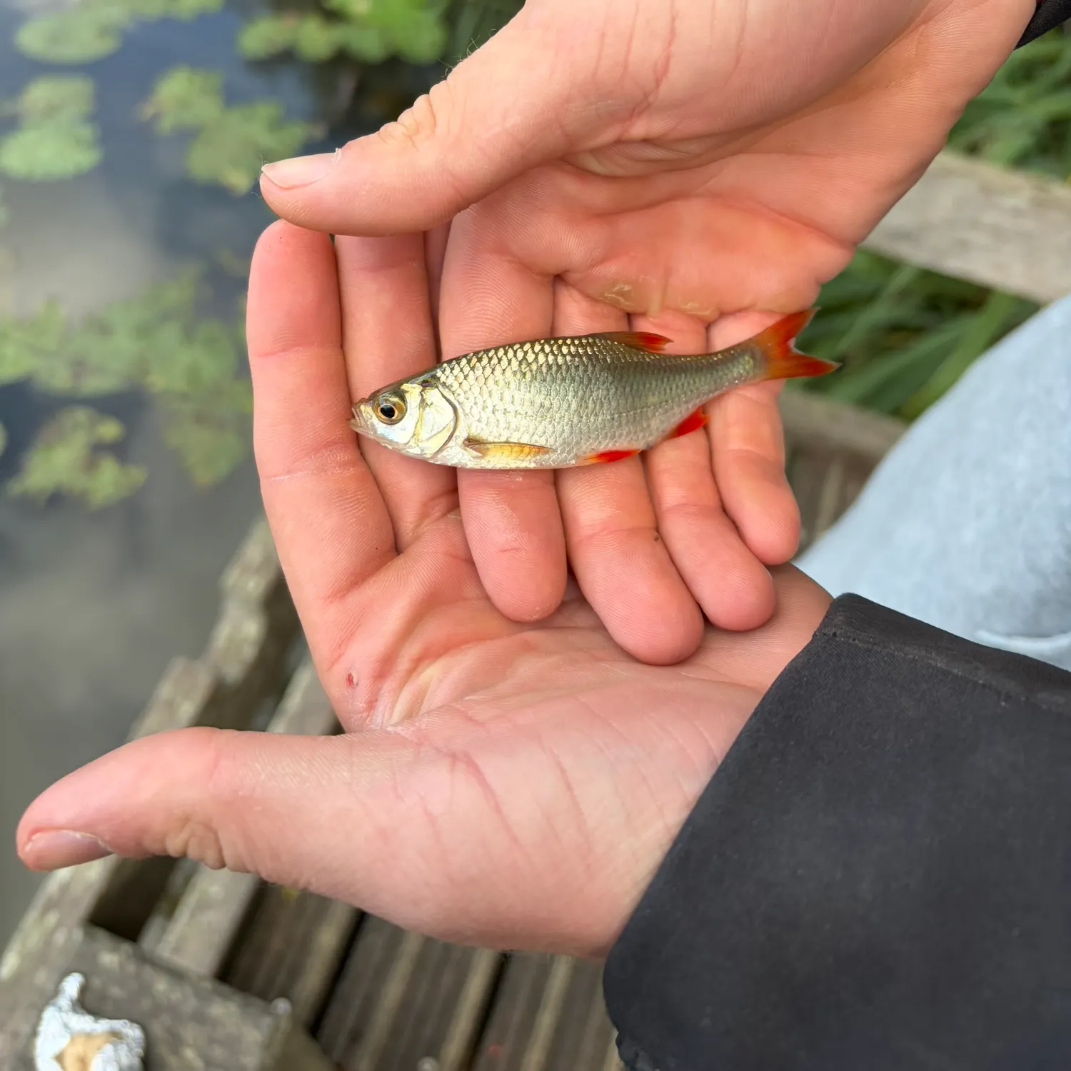 Common rudd caught on Fishbrain