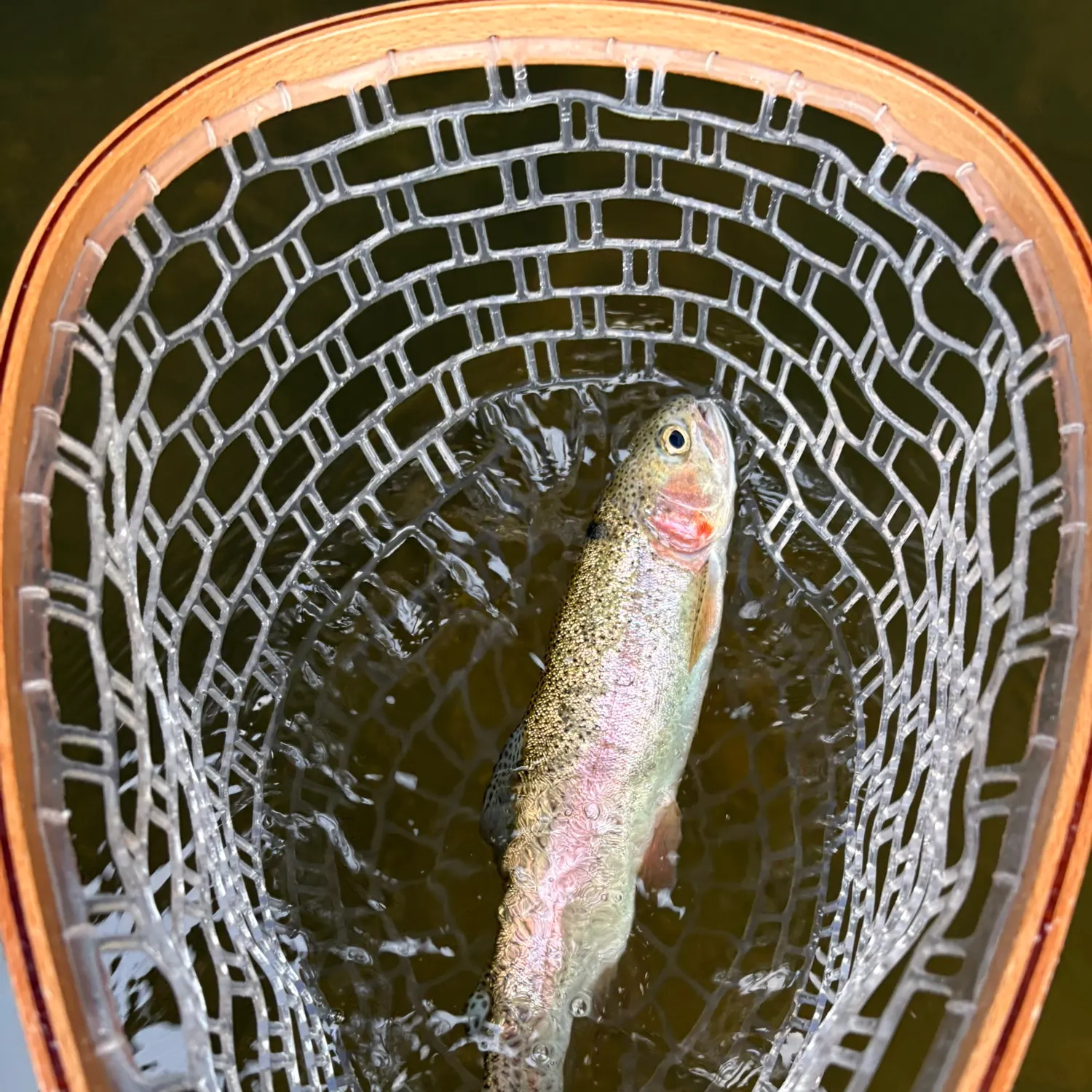 Rainbow trout caught on Fishbrain