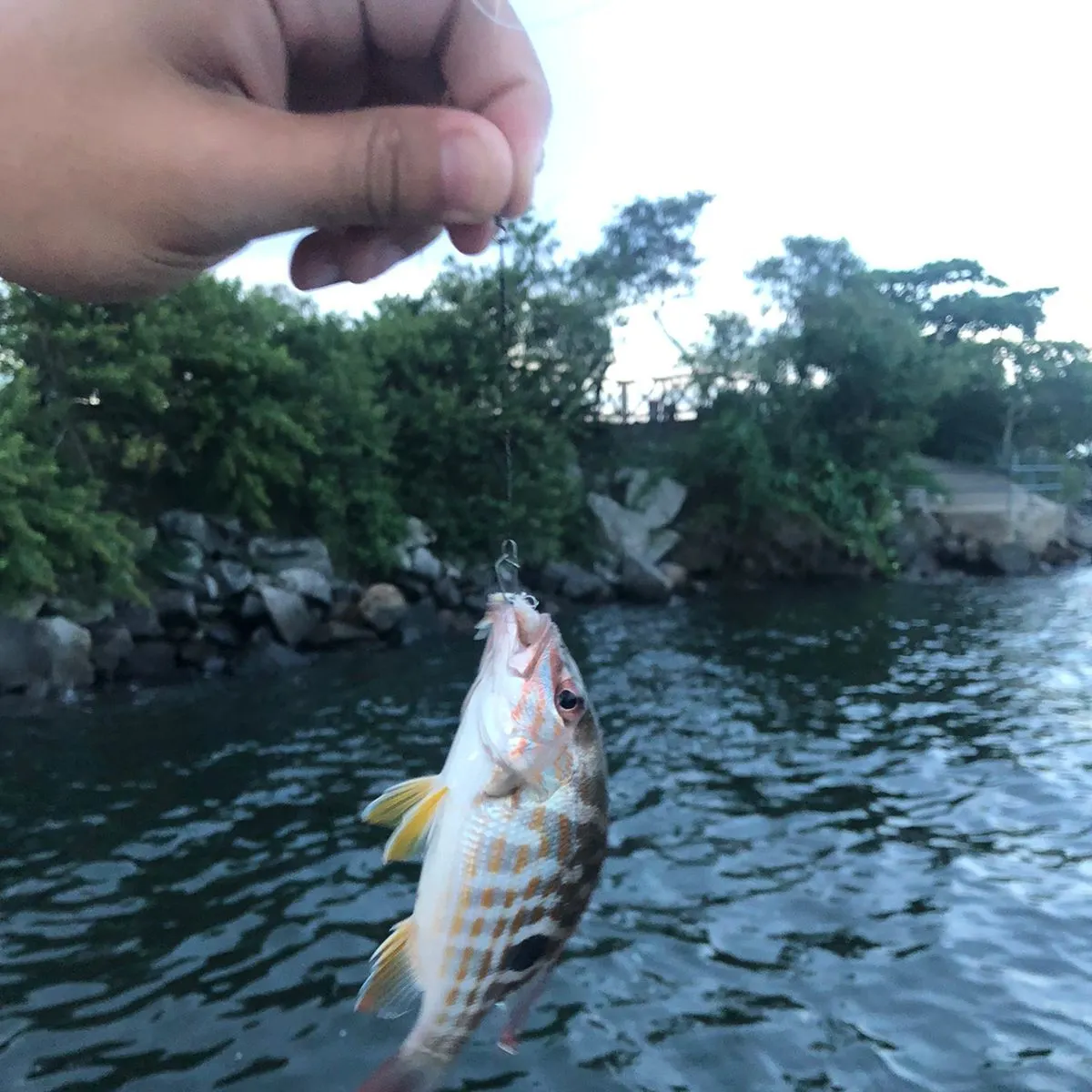 Lane snapper caught on Fishbrain