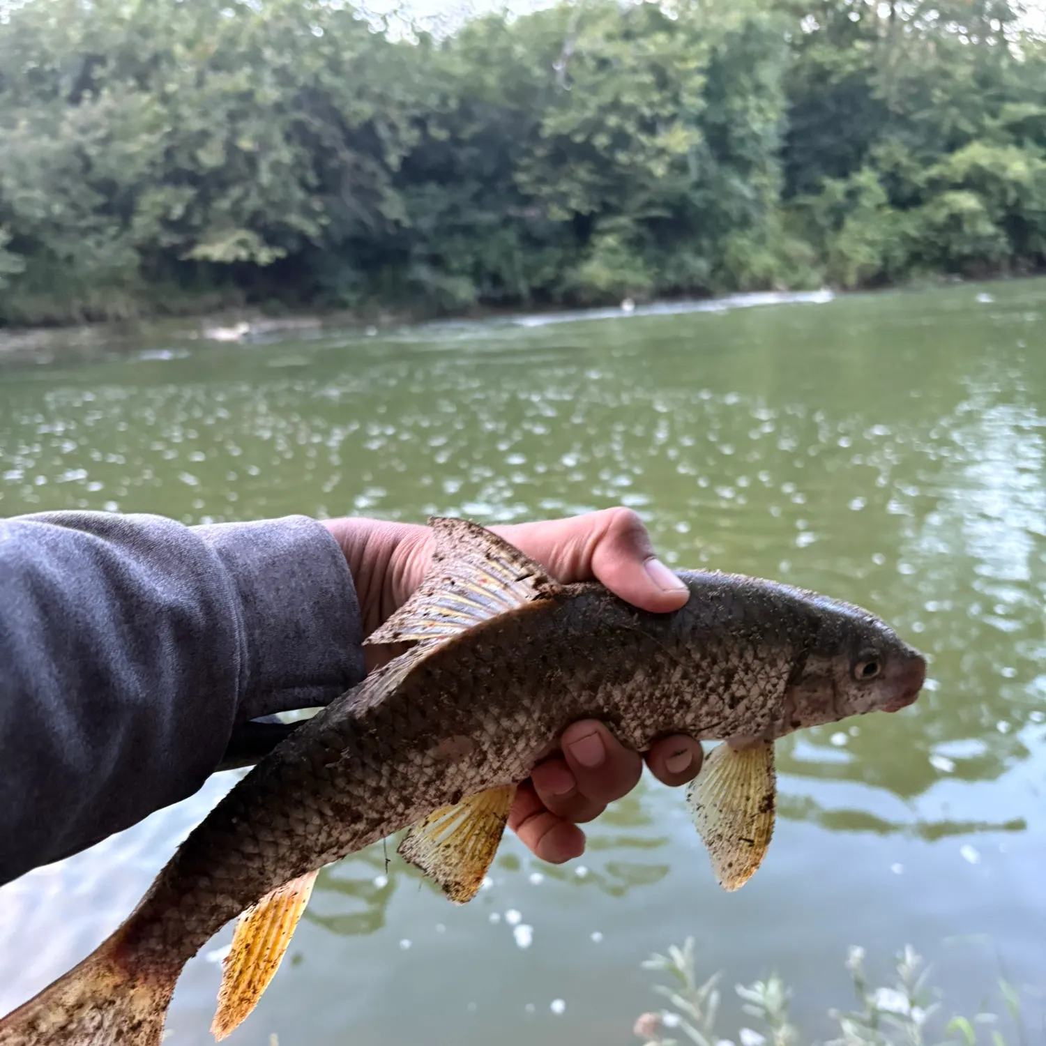 Golden redhorse caught on Fishbrain