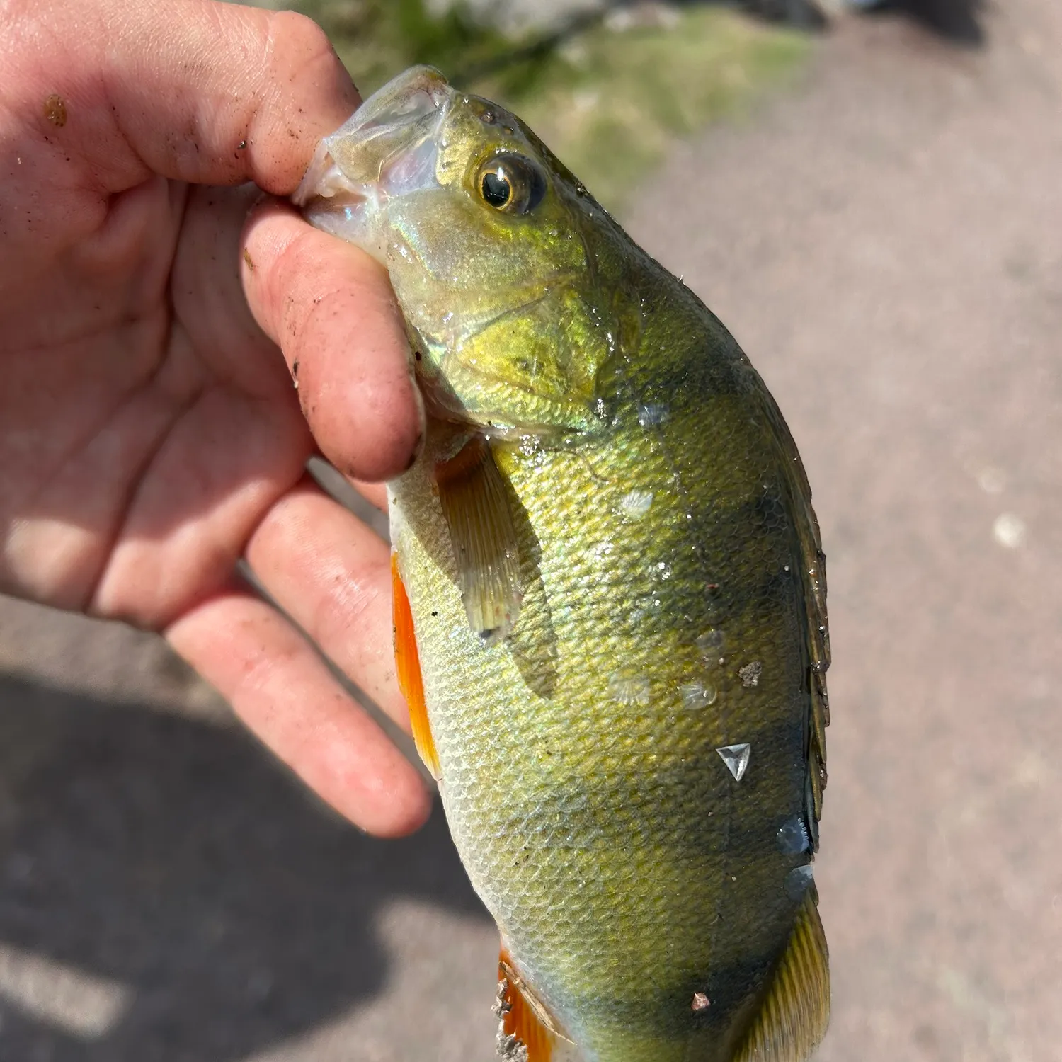 European perch caught on Fishbrain