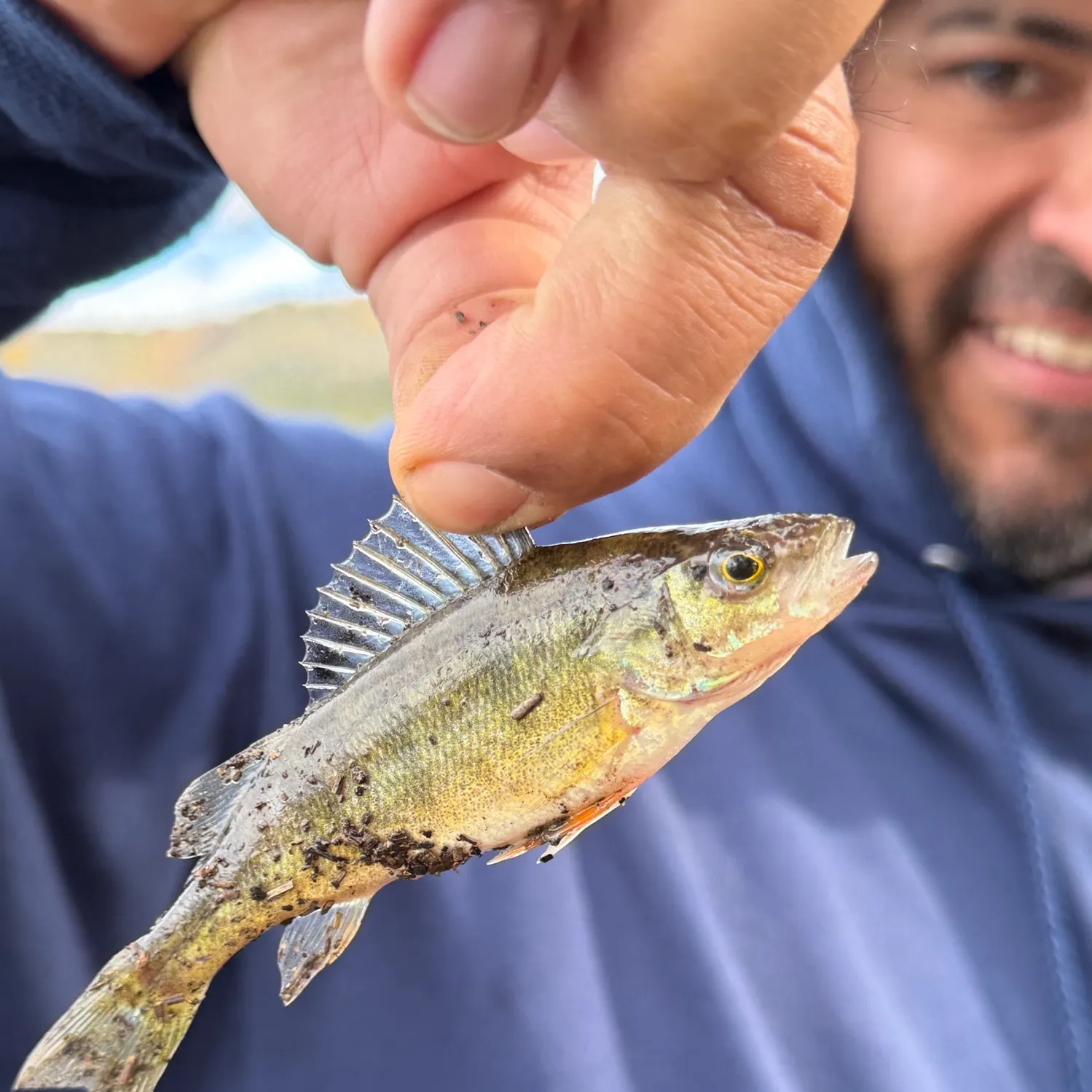 Yellow perch caught on Fishbrain