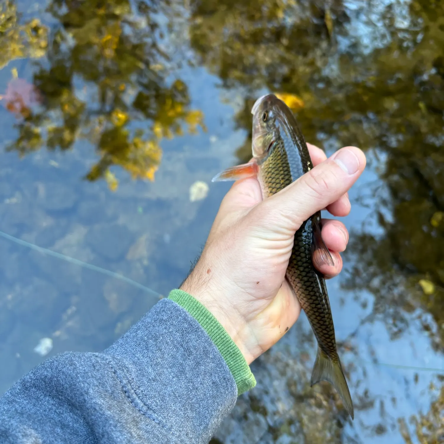 Fallfish caught on Fishbrain