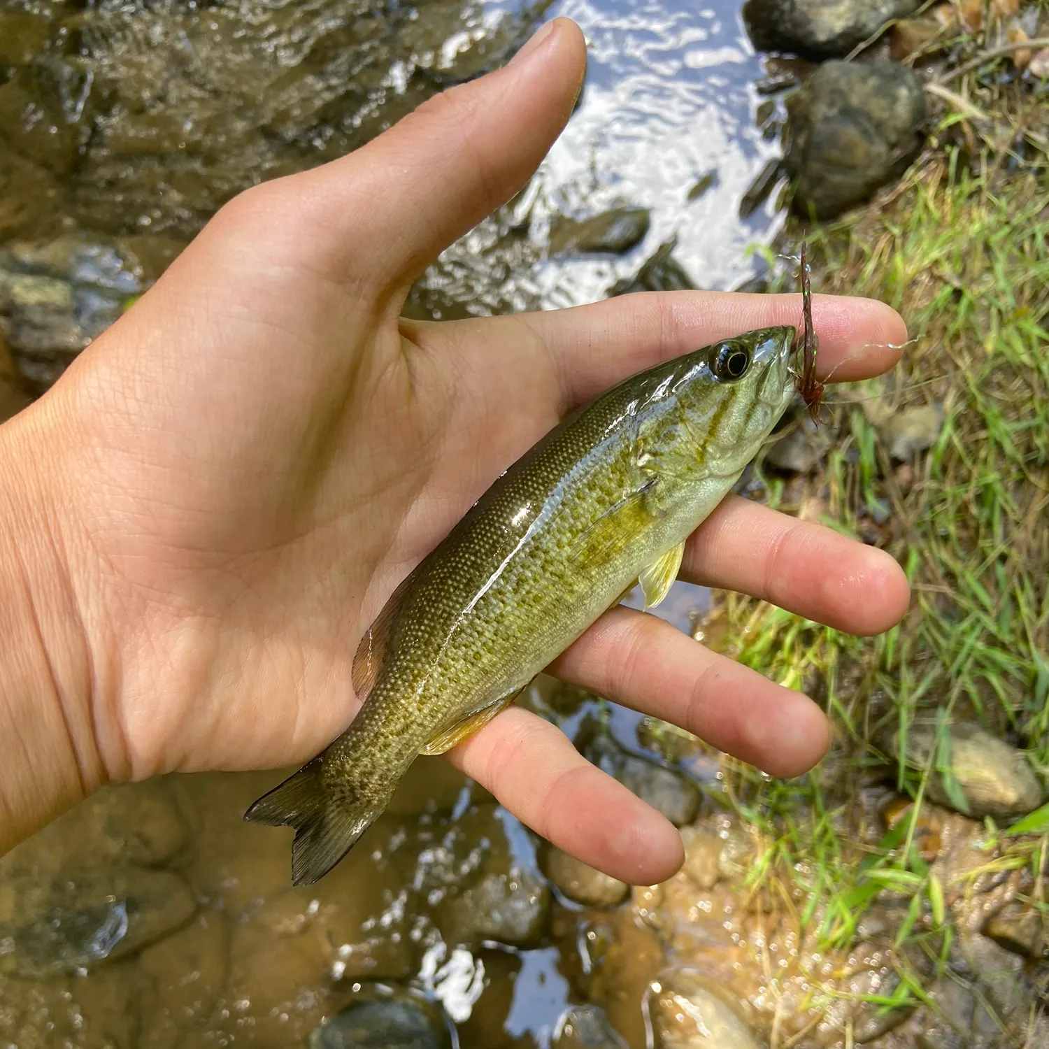 Smallmouth bass caught on Fishbrain