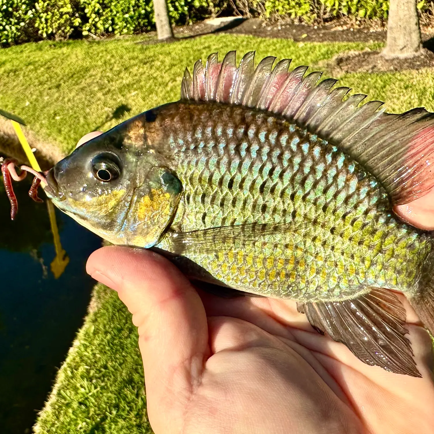 The most popular recent Blackchin Tilapia catch on Fishbrain