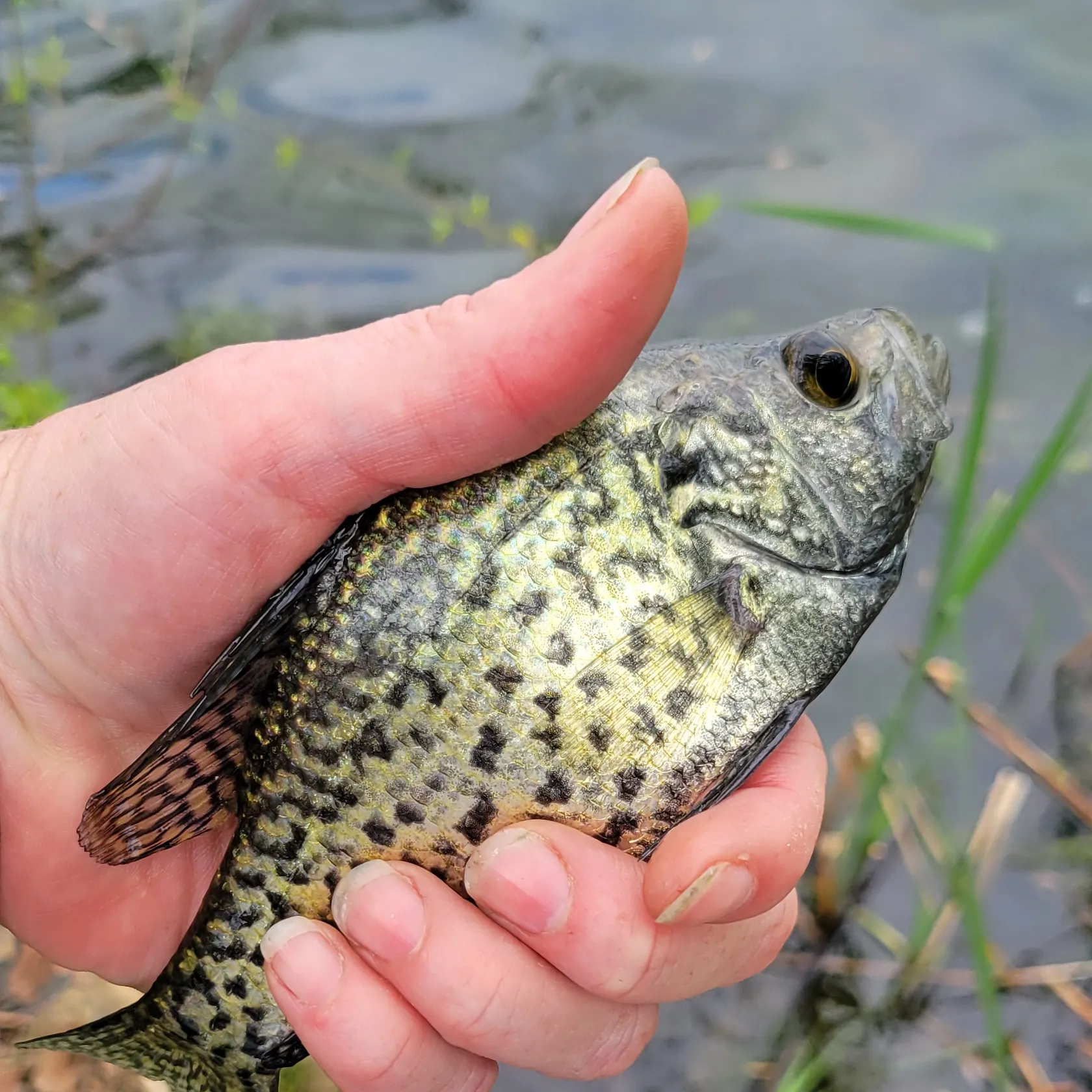 Fishing in Louisville, KY (United States) ️️️️ Find Spots, Species & Tips