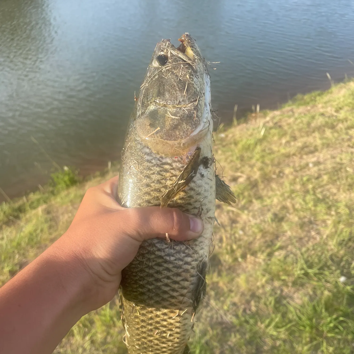 The most recent Trahira catches on Fishbrain