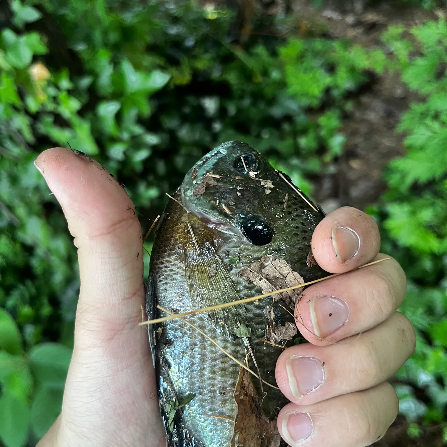 catch
