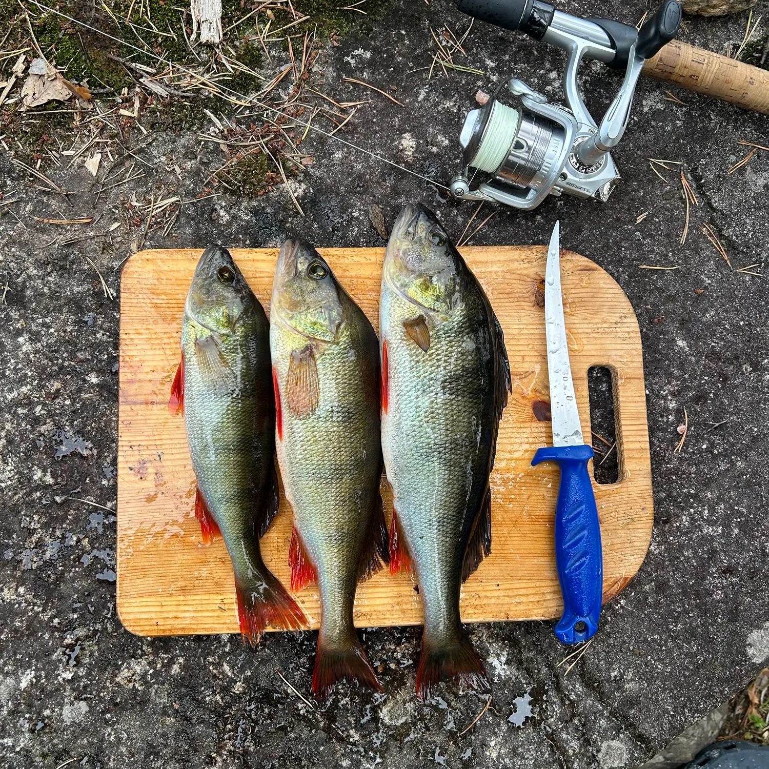 European perch caught on Fishbrain