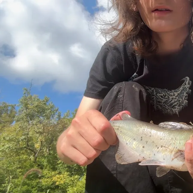Channel catfish caught on Fishbrain