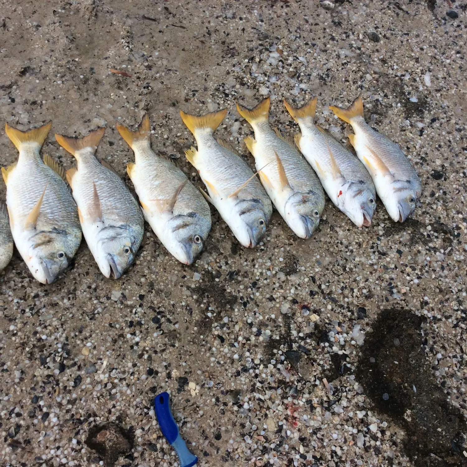 recently logged catches