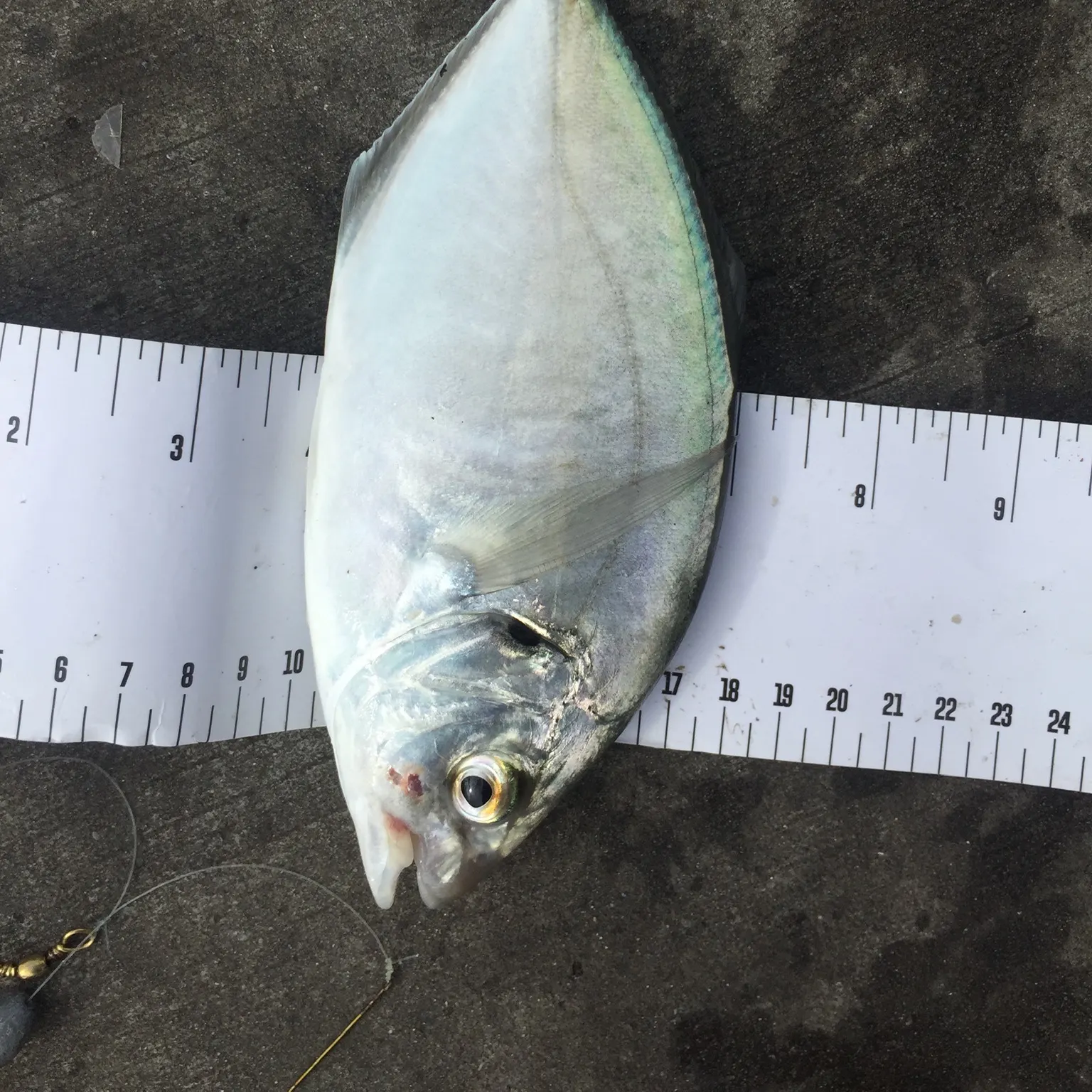 The most recent Silver trevally catches on Fishbrain