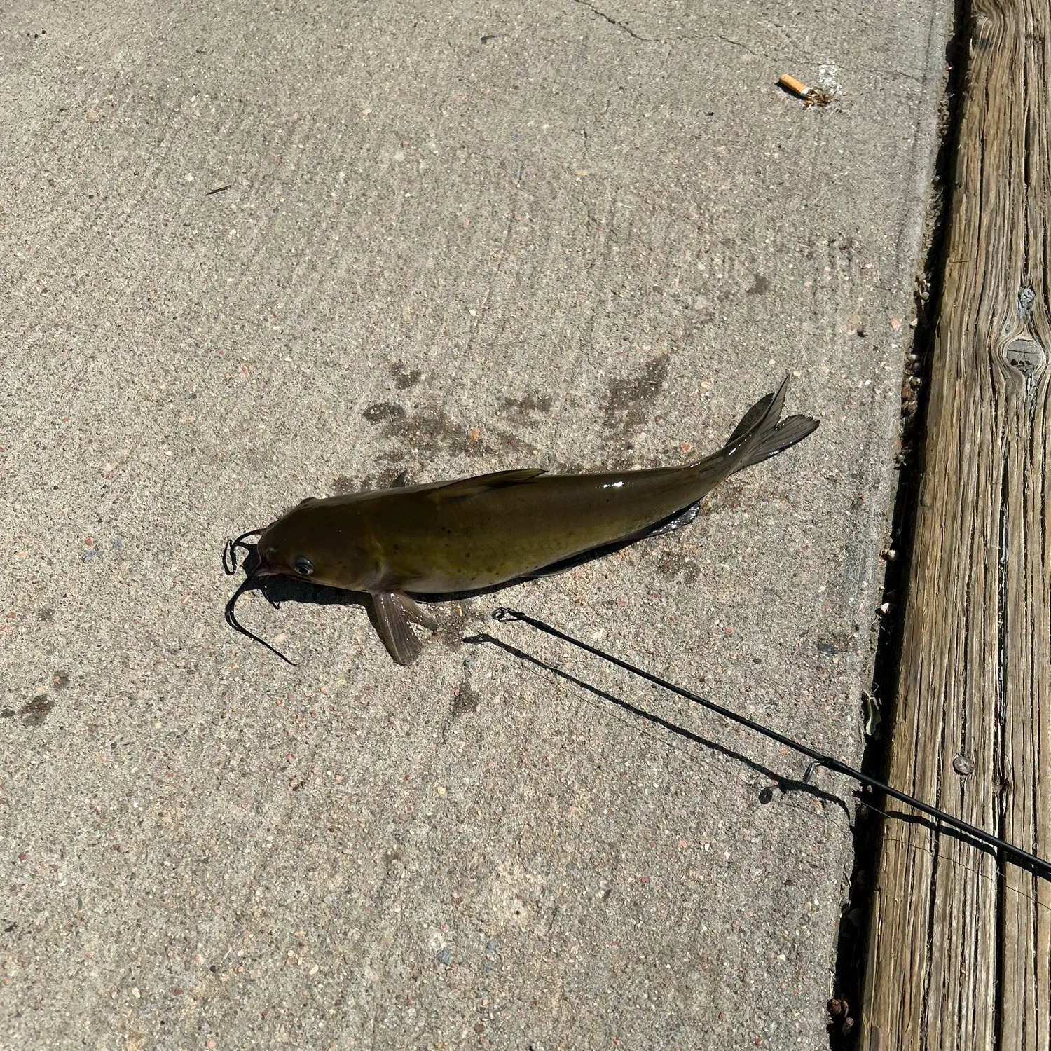 Channel catfish caught on Fishbrain
