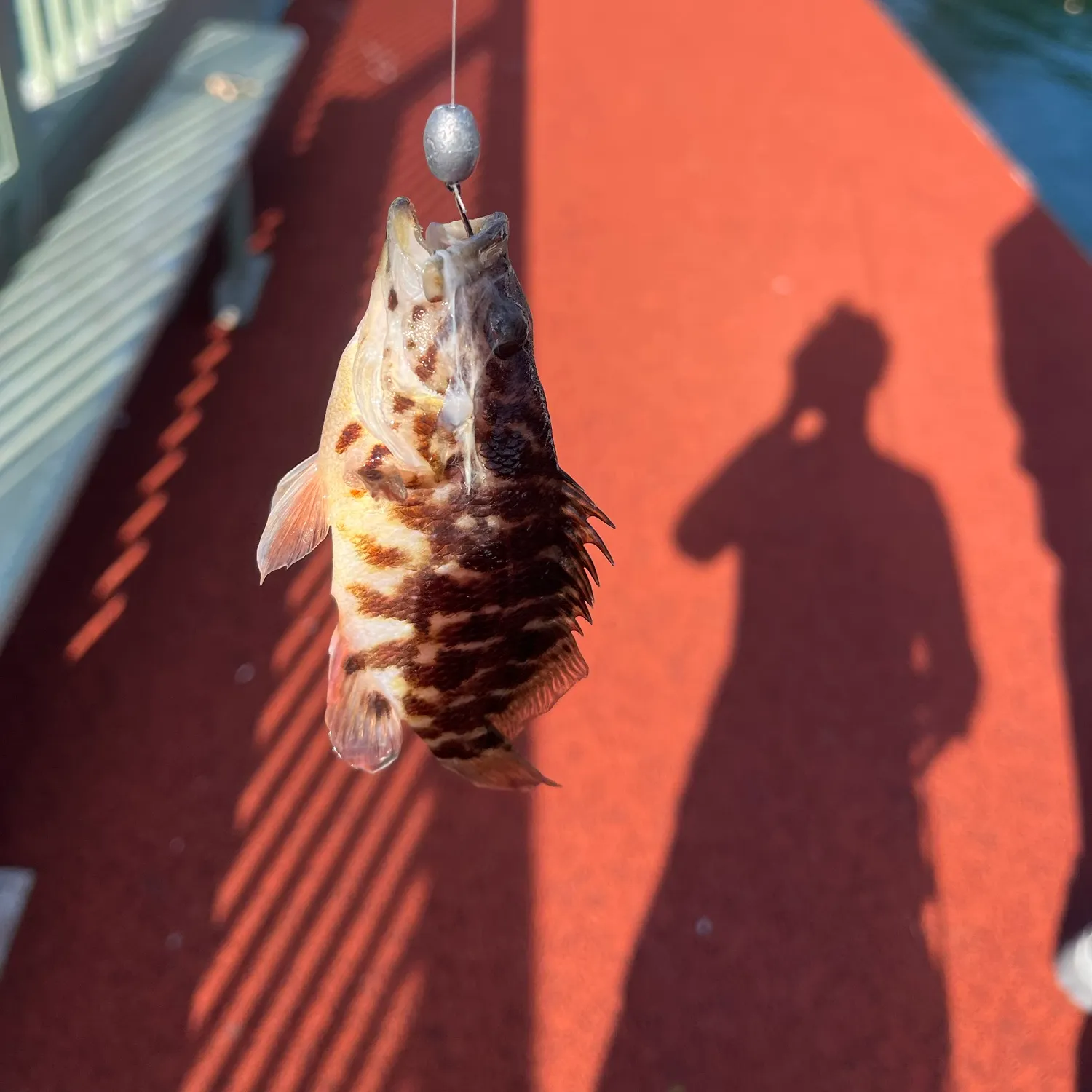 Orangelined wirrah caught on Fishbrain