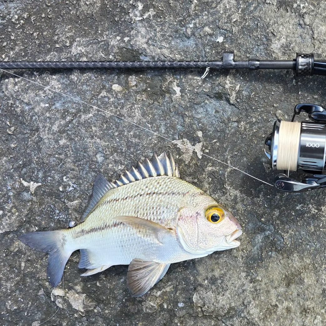 The most recent Black margate catches on Fishbrain