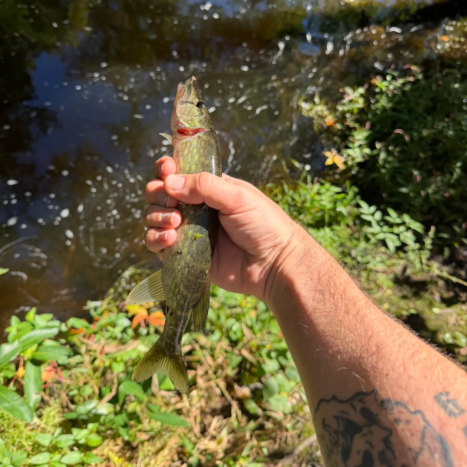 Chain pickerel caught on Fishbrain