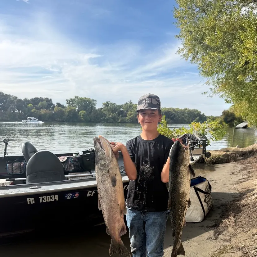 Chinook salmon caught on Fishbrain