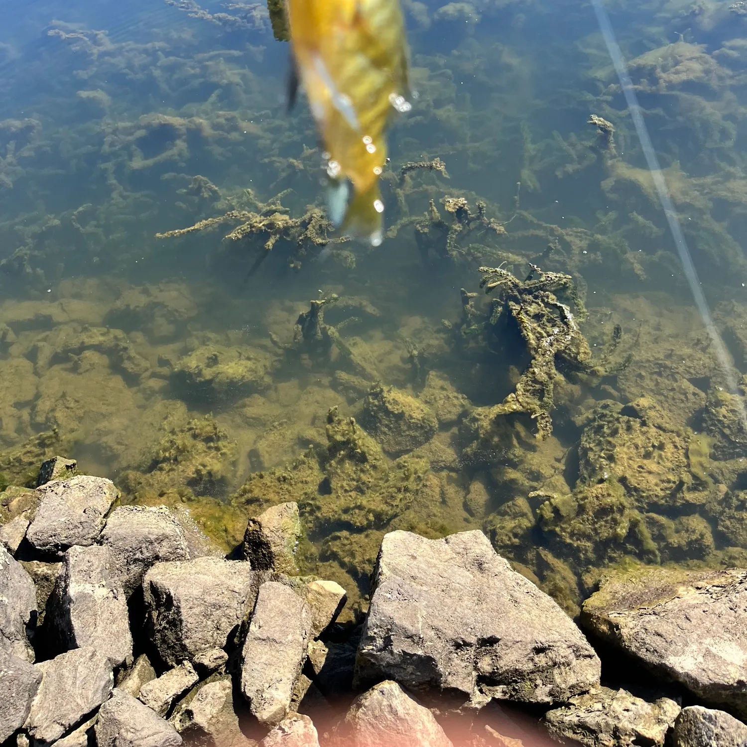 Bluegill caught on Fishbrain