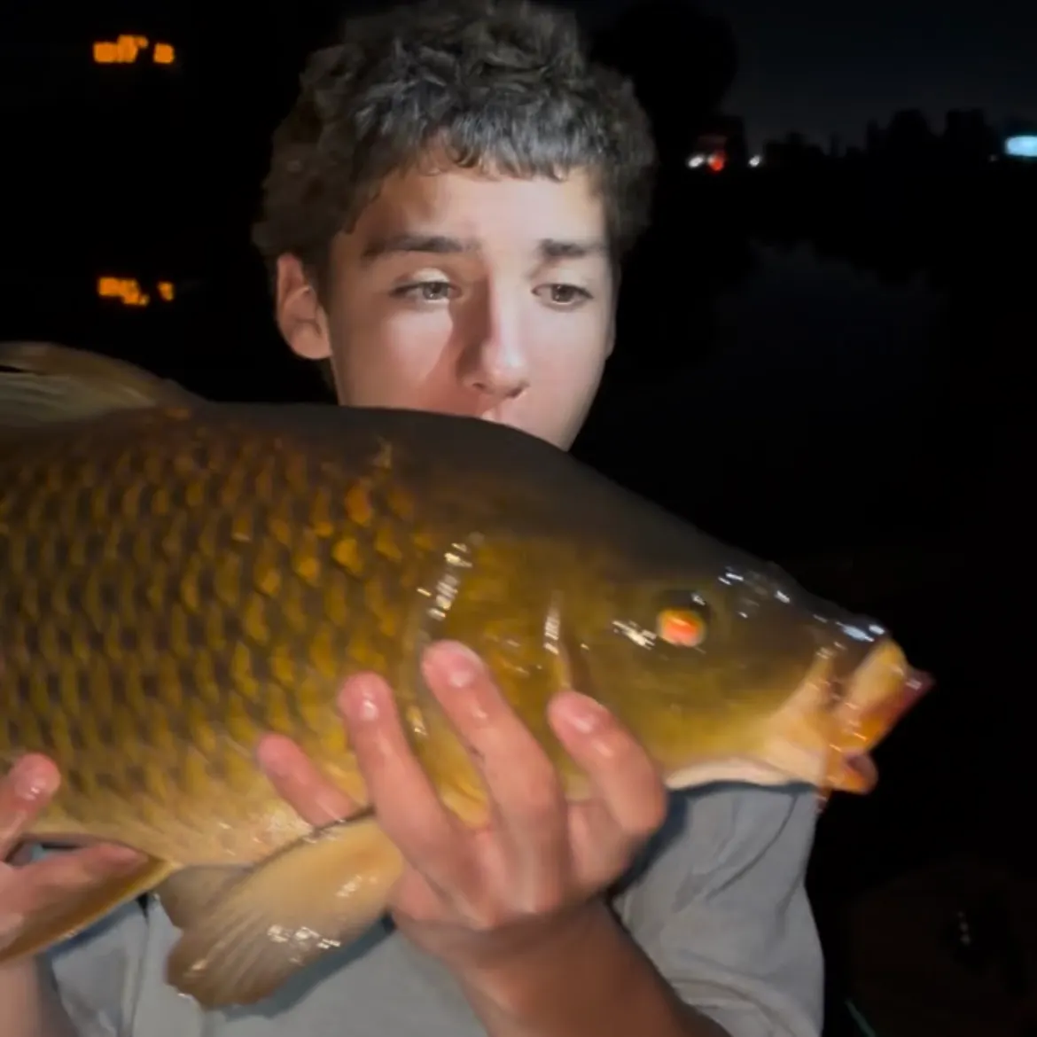 Common carp caught on Fishbrain