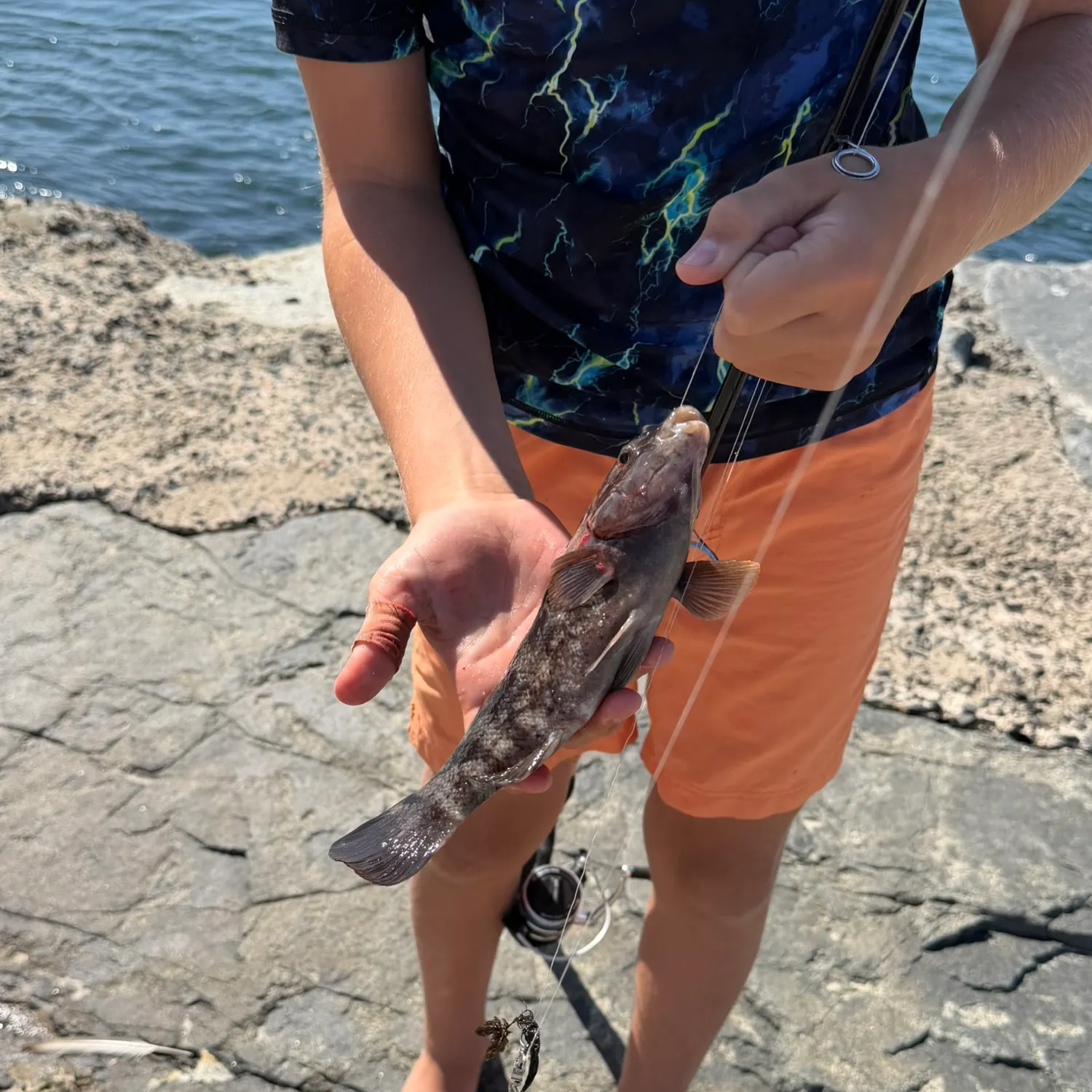The most recent Tautog catches on Fishbrain