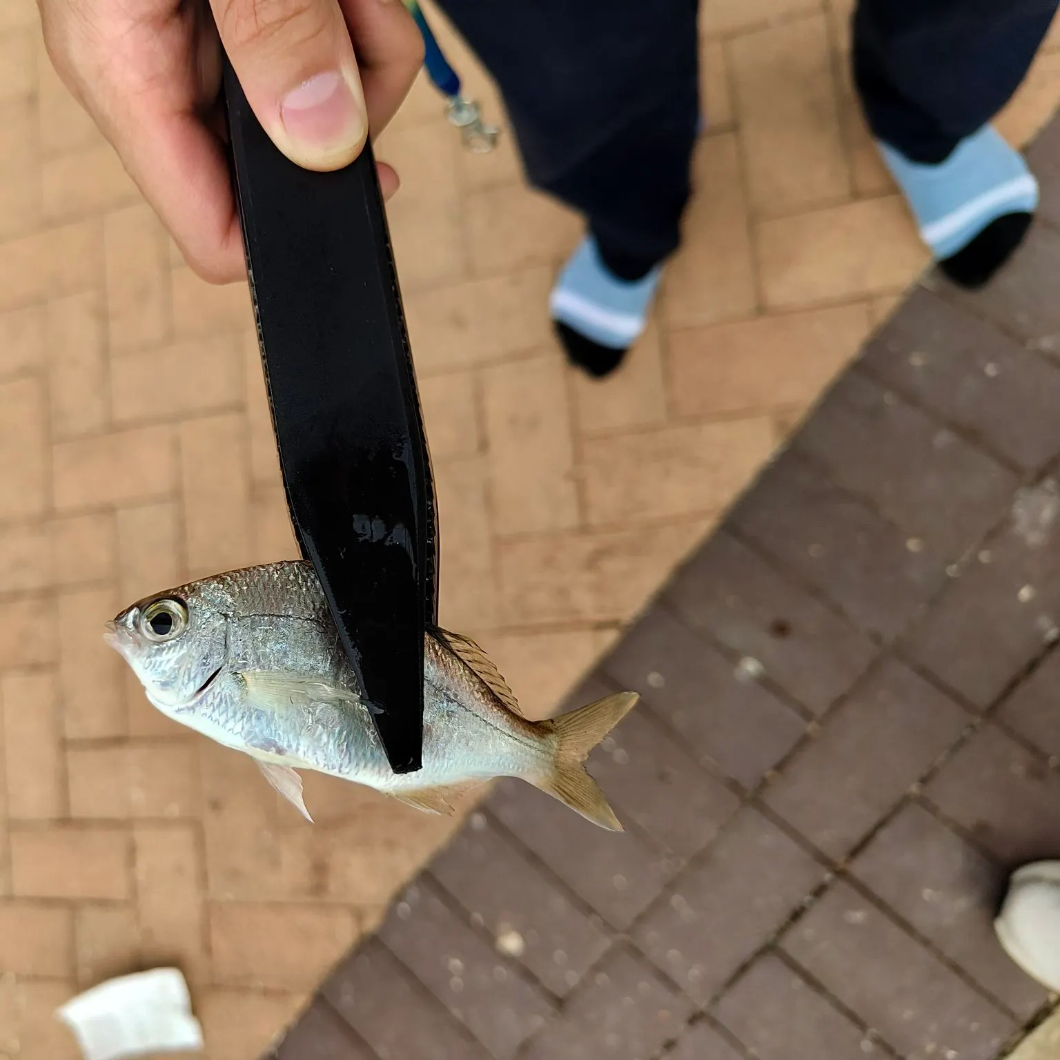 The most recent Whipfin silver-biddy catches on Fishbrain