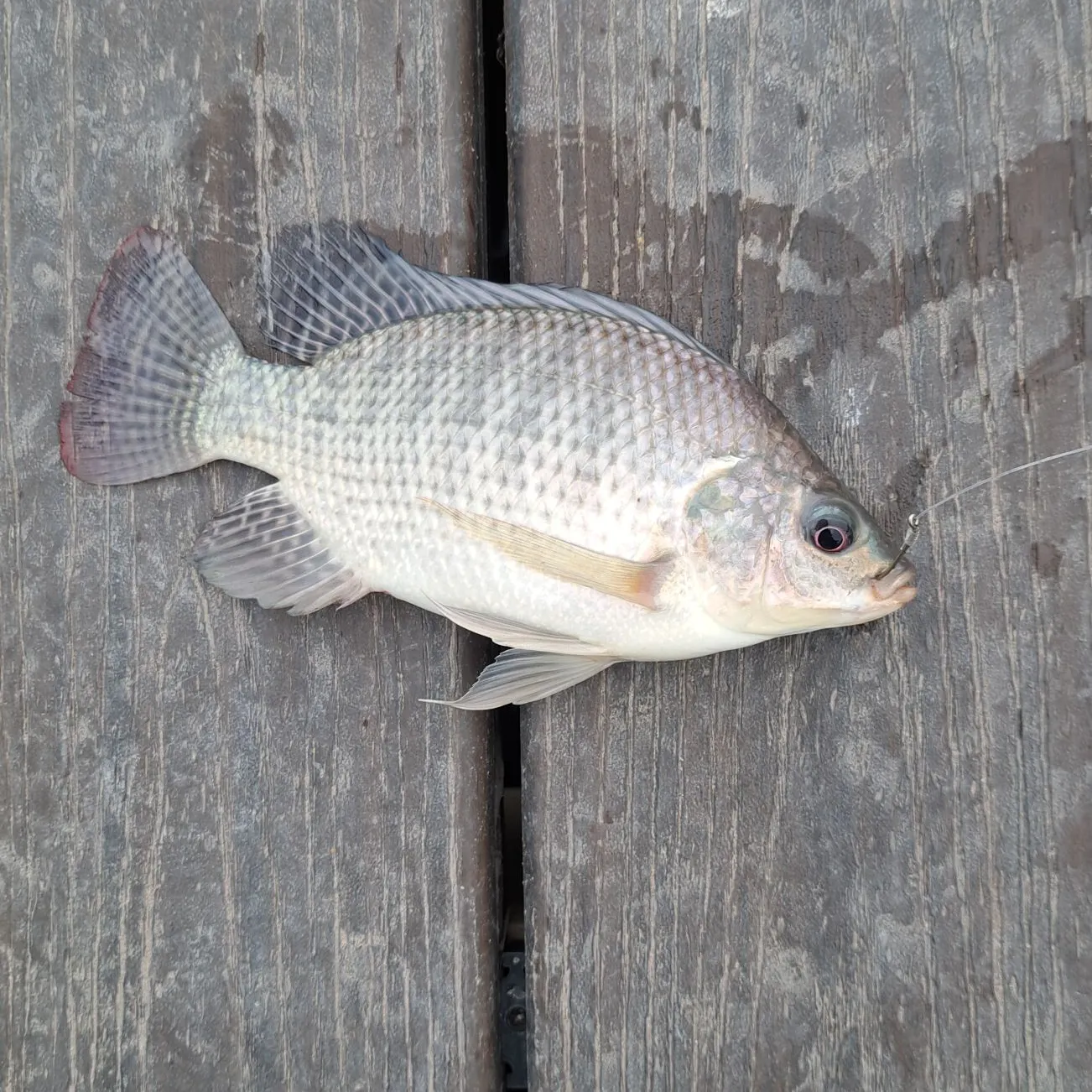 Nile tilapia caught on Fishbrain