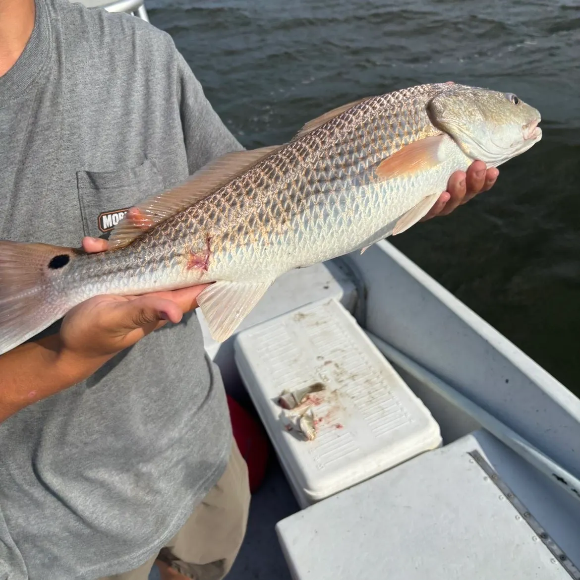 Red drum caught on Fishbrain