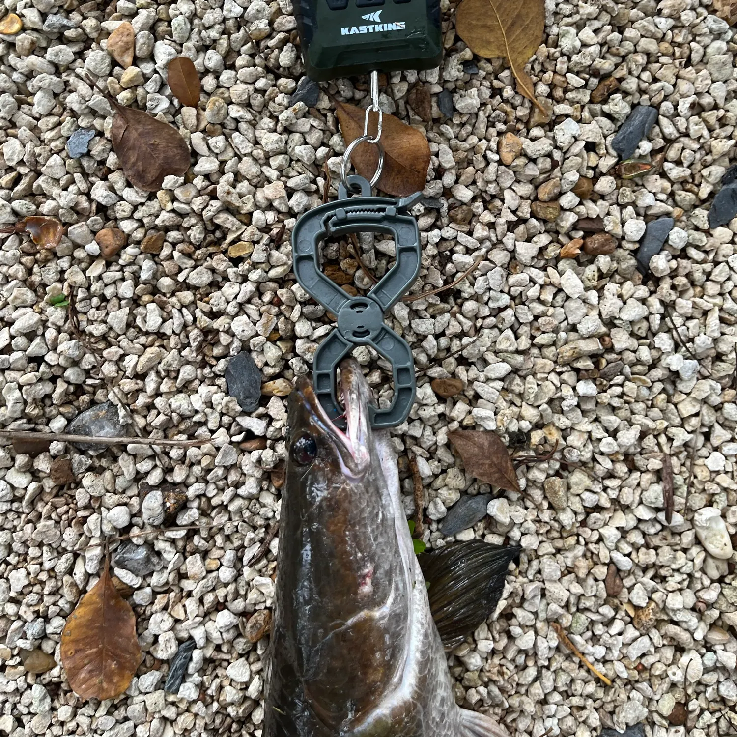 Bullseye snakehead caught on Fishbrain