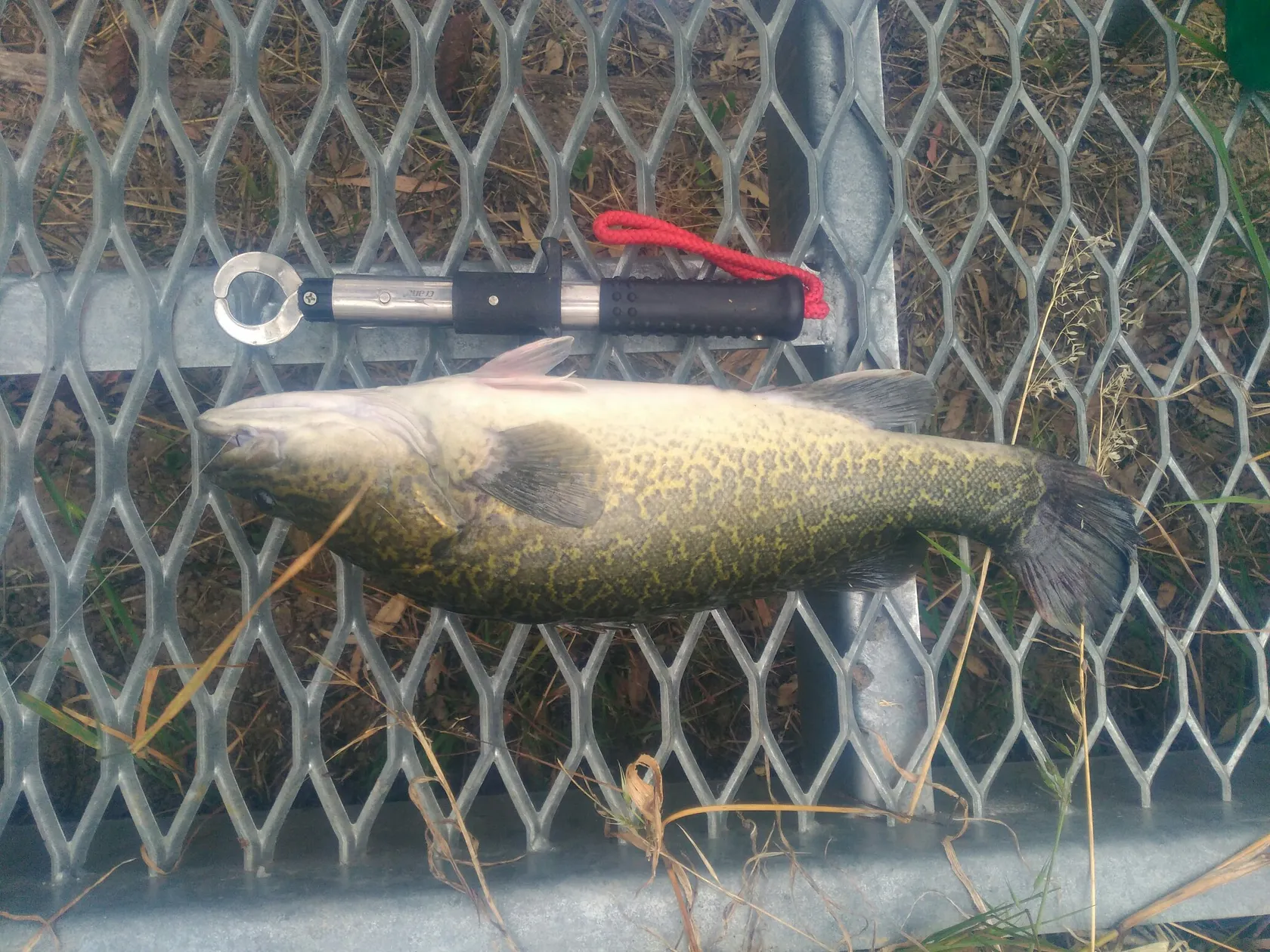 Post image from glenvearing