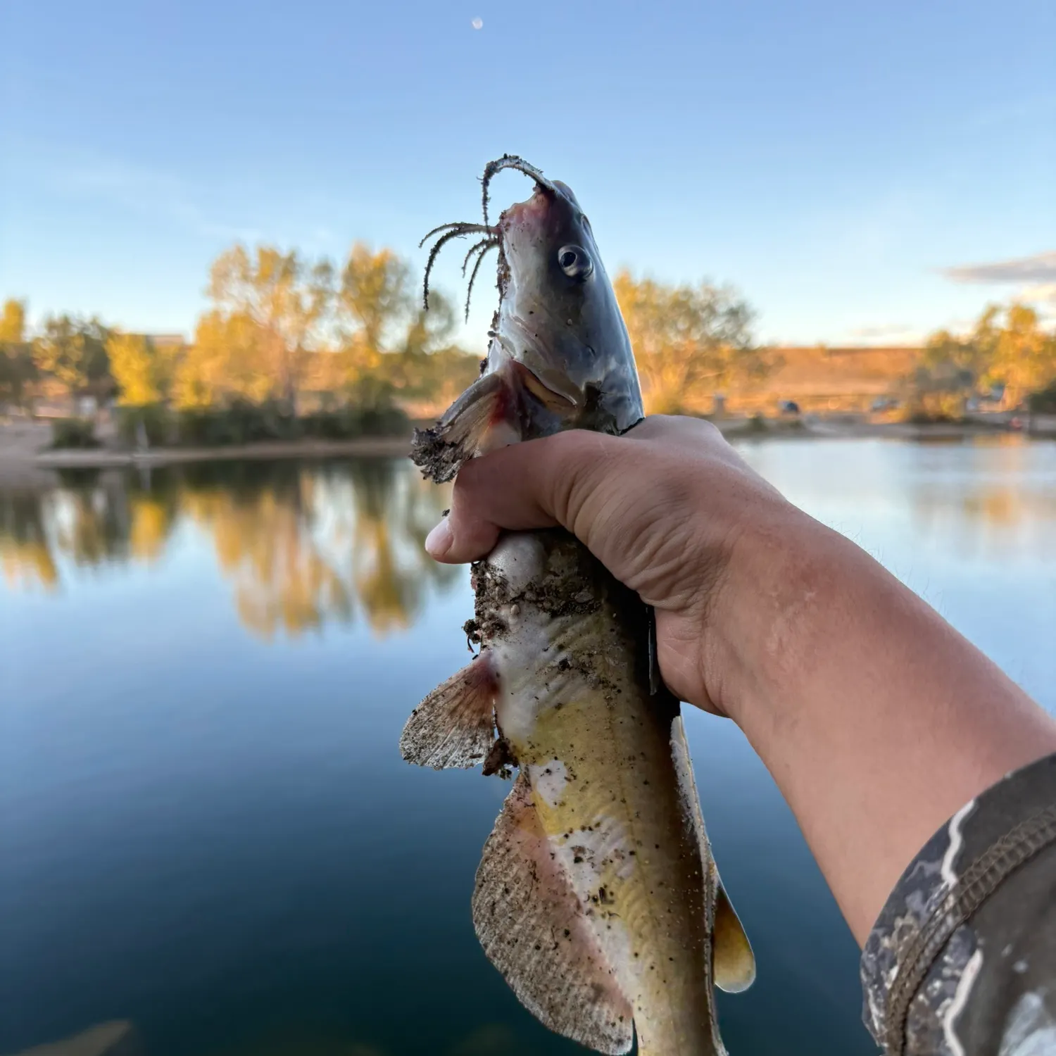 Channel catfish caught on Fishbrain
