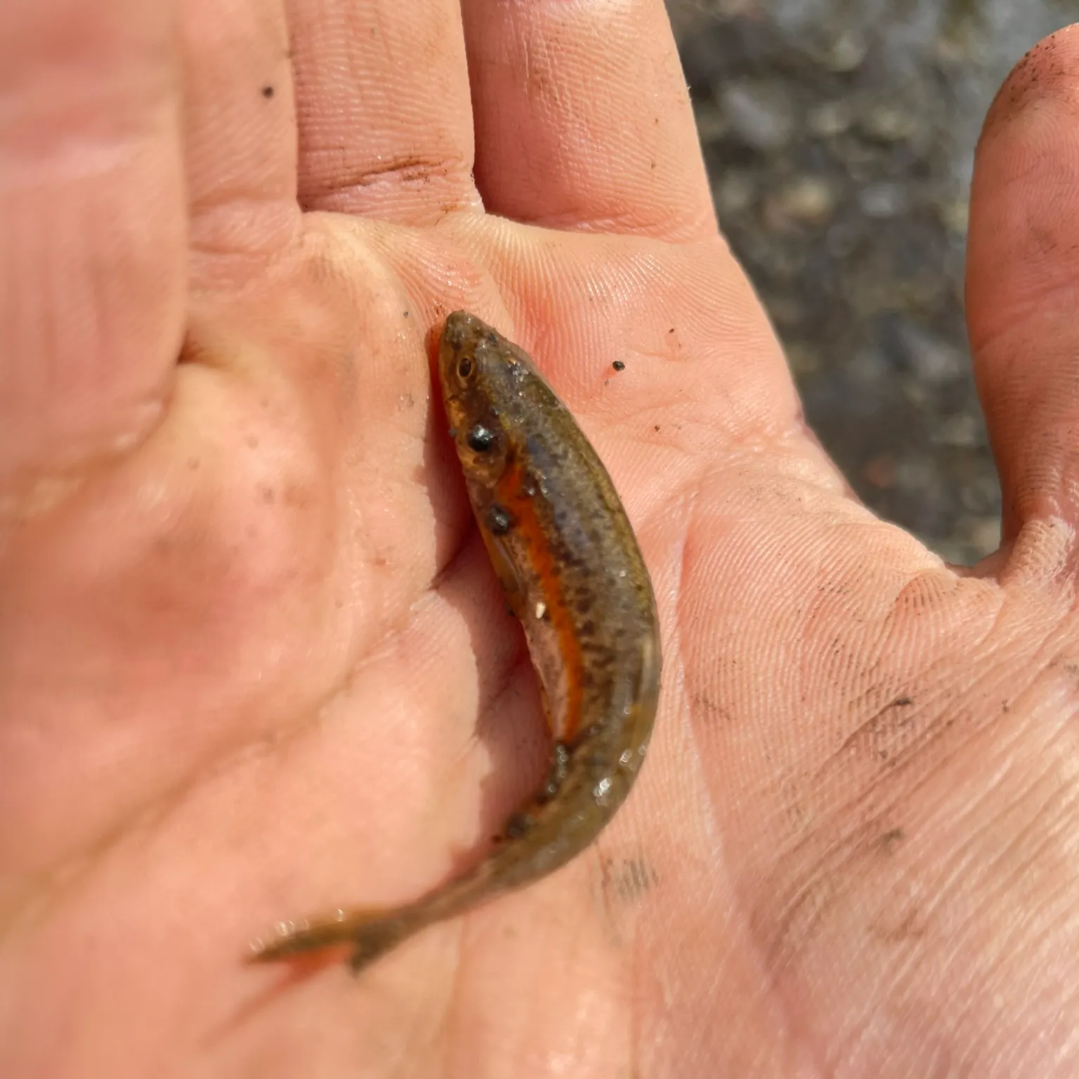 The most recent Longnose dace catches on Fishbrain