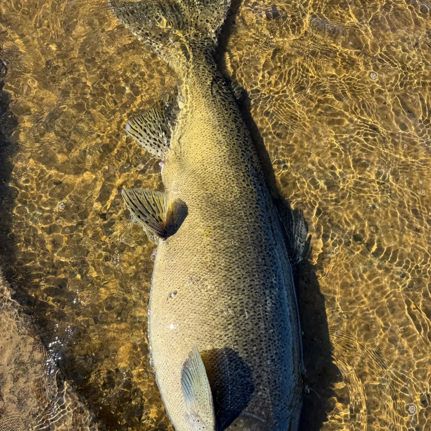 Chinook salmon caught on Fishbrain