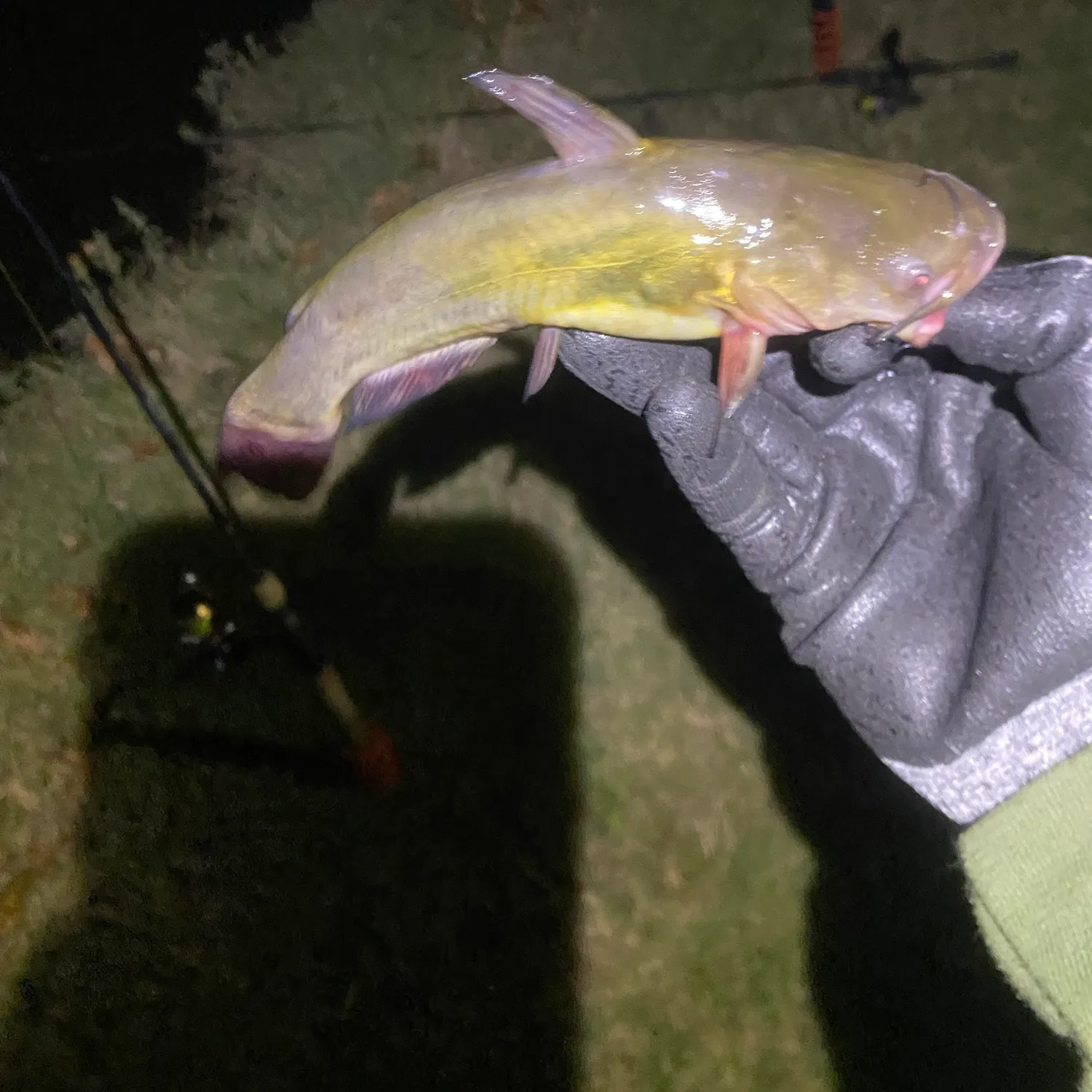 Yellow bullhead caught on Fishbrain